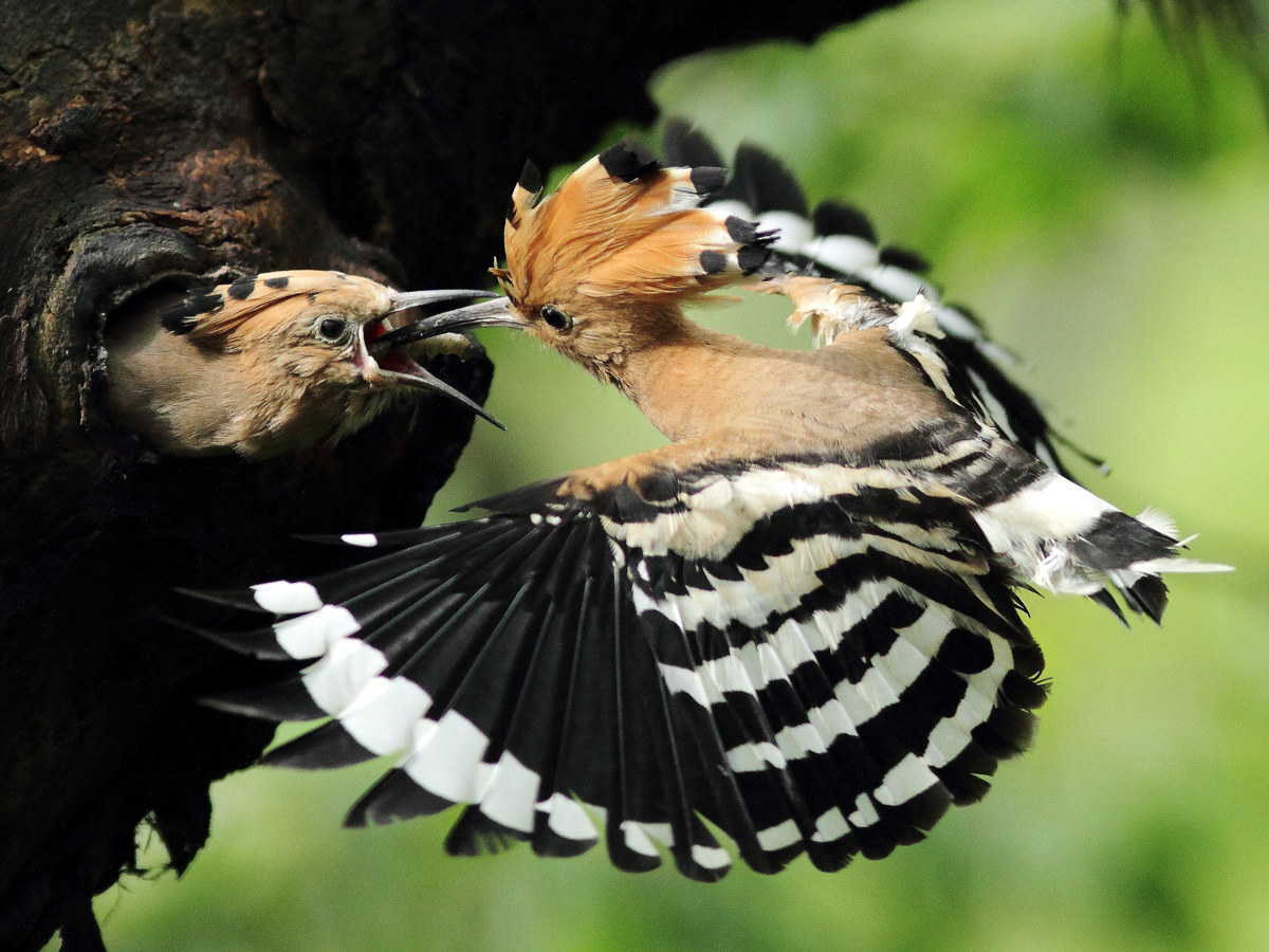 L'upupa della Goutà