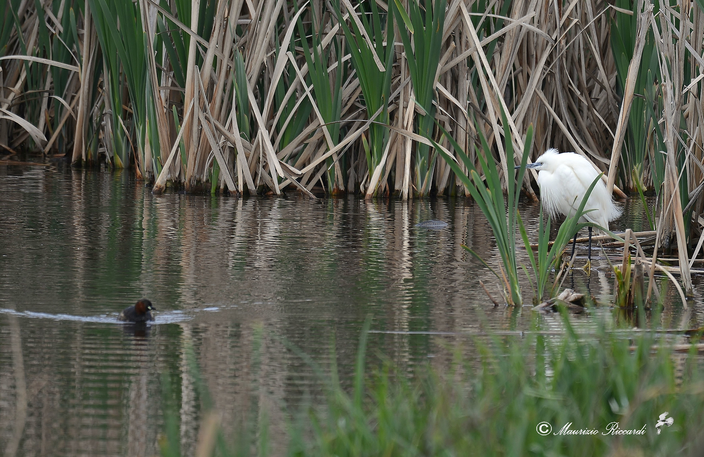 Egret