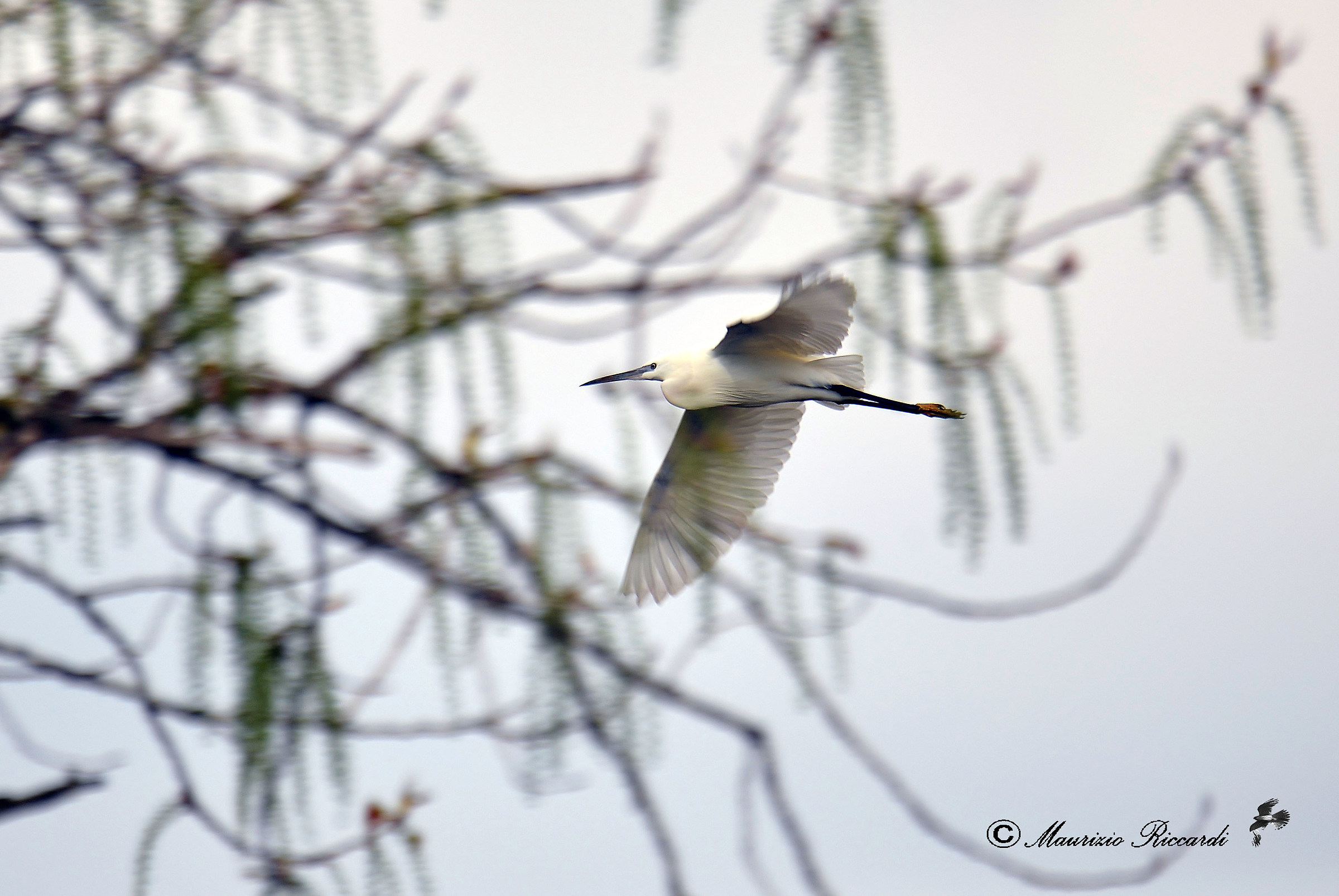 Egret