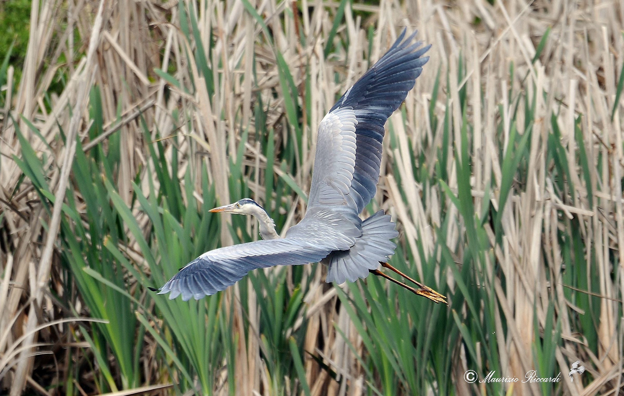 Gray Heron