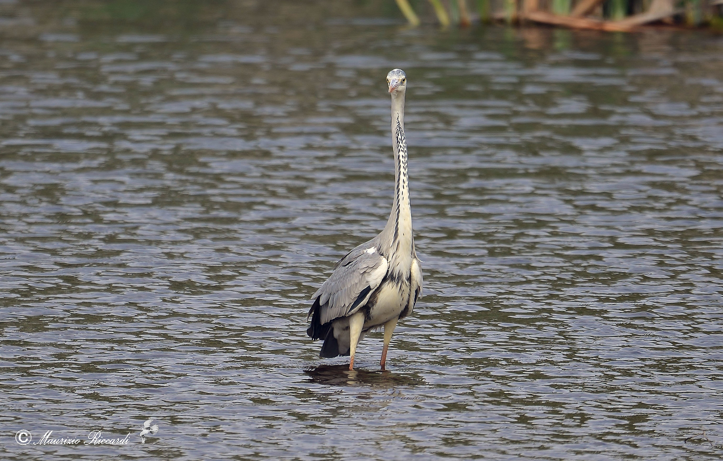 Gray Heron