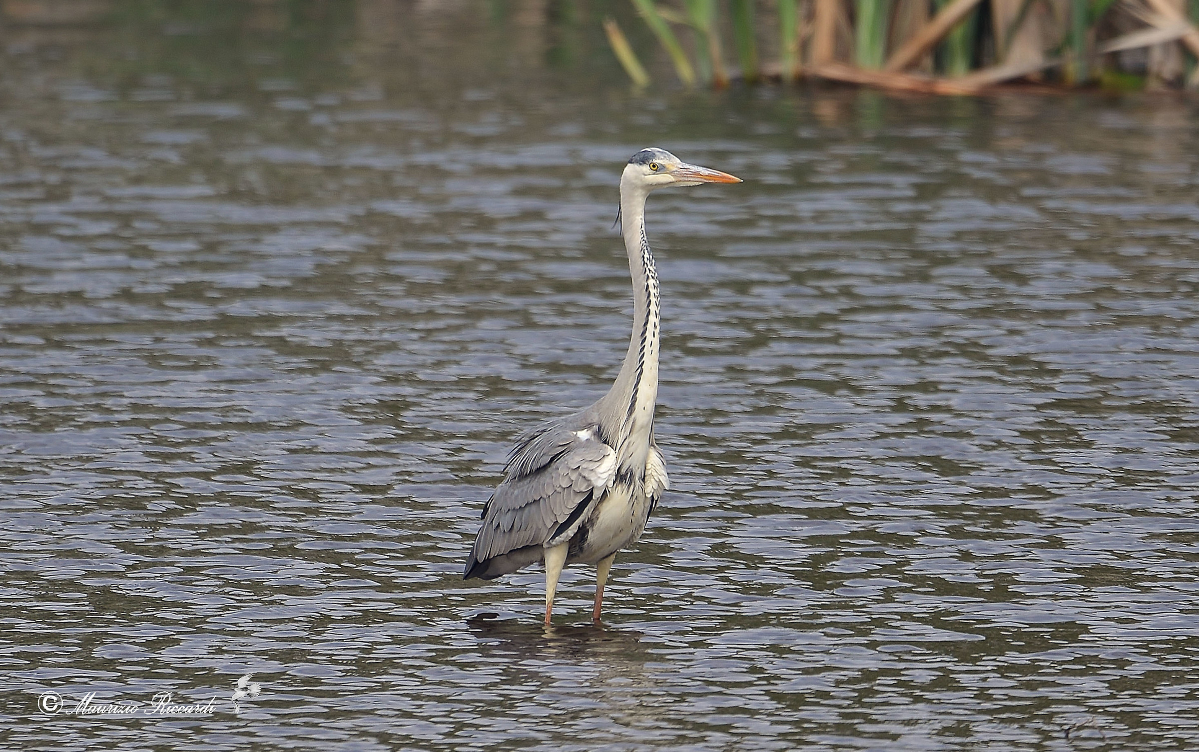 Gray Heron