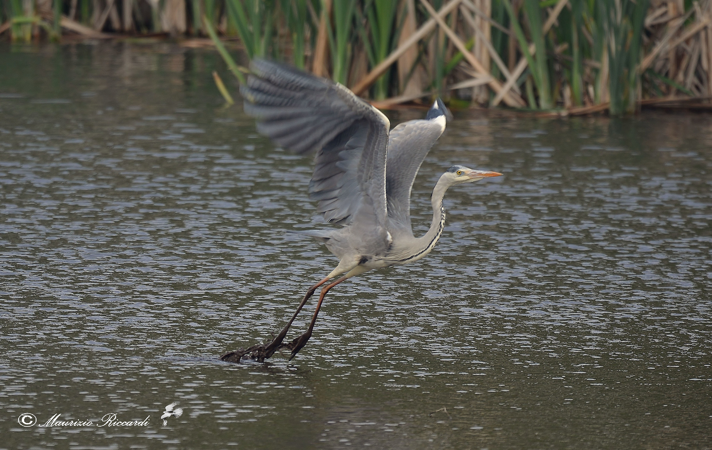 Gray Heron