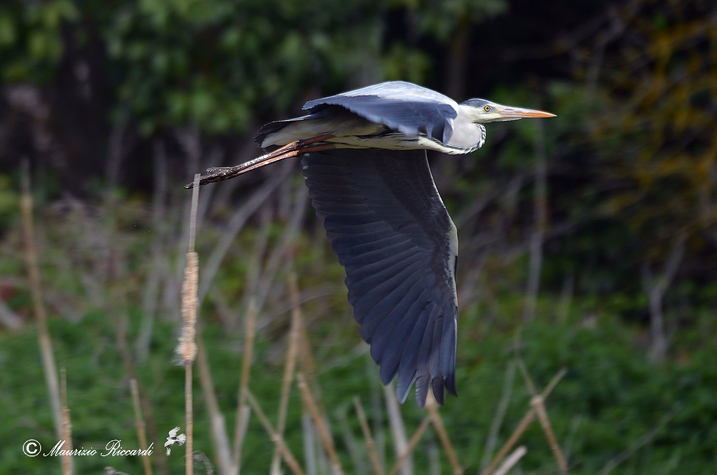 Gray Heron