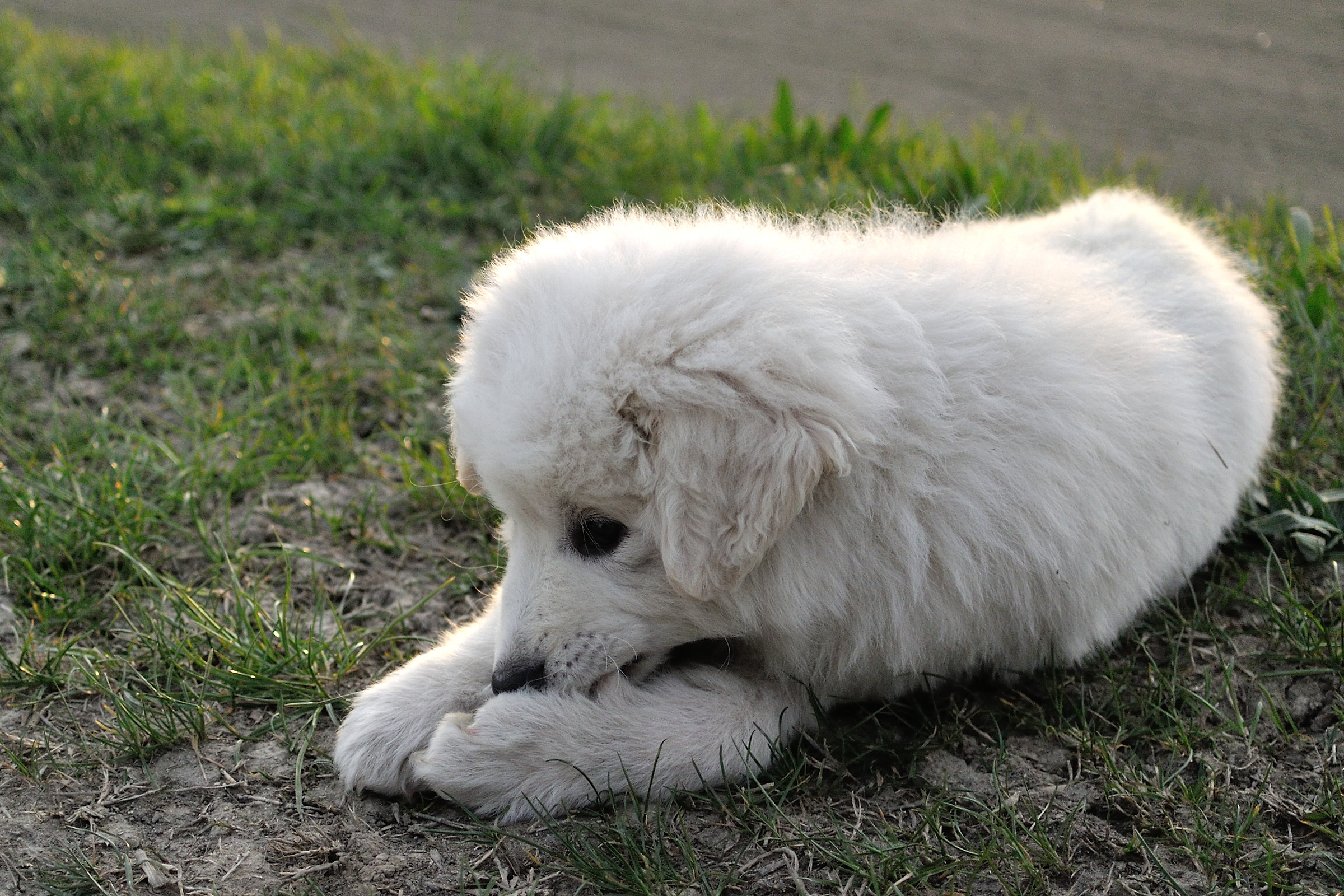 Cucciola di Maremmano