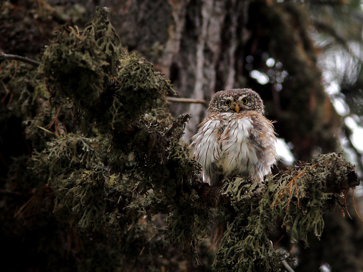 Civetta nana sui cembri dell' Infern