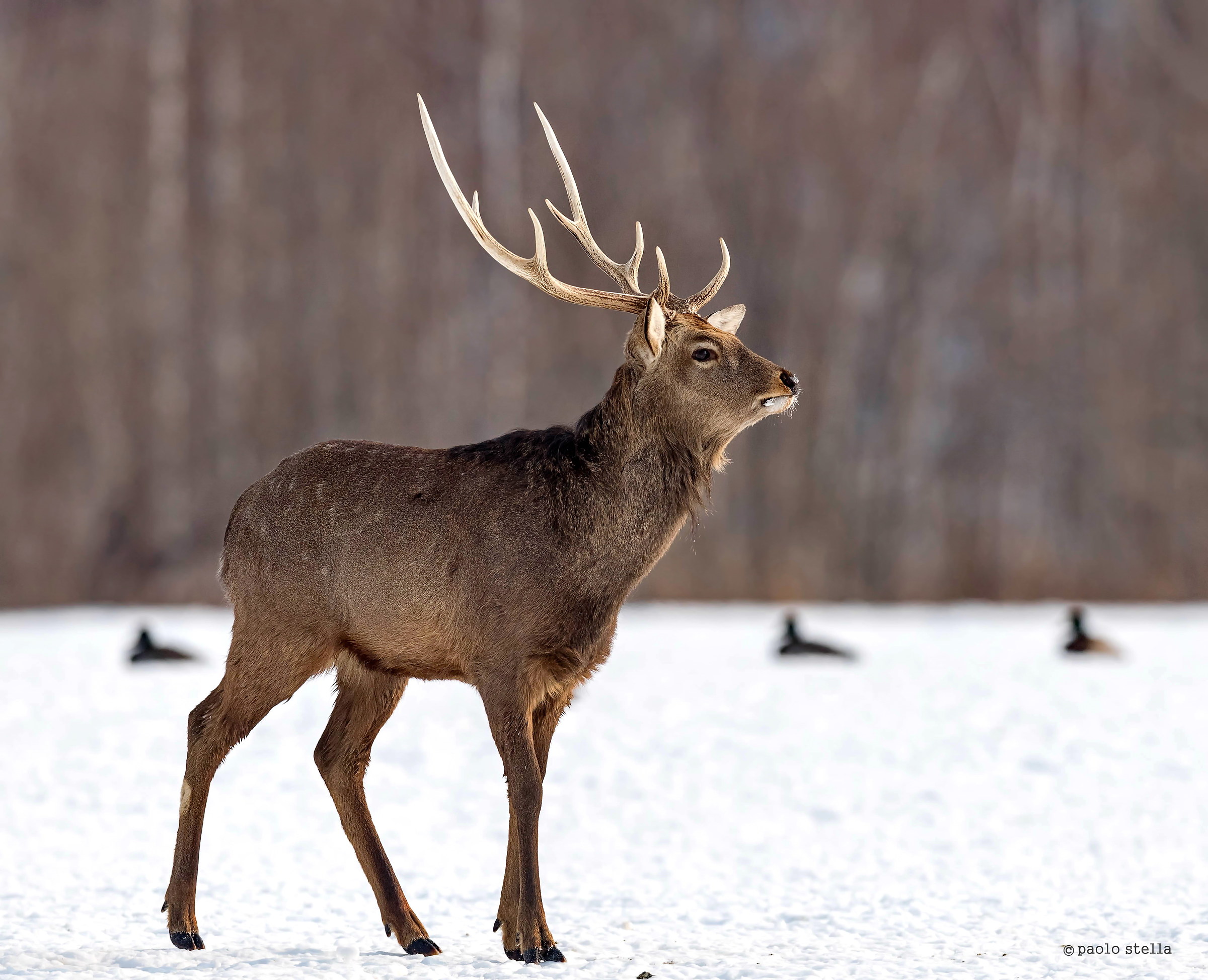 sika deer (Cervus nippon)