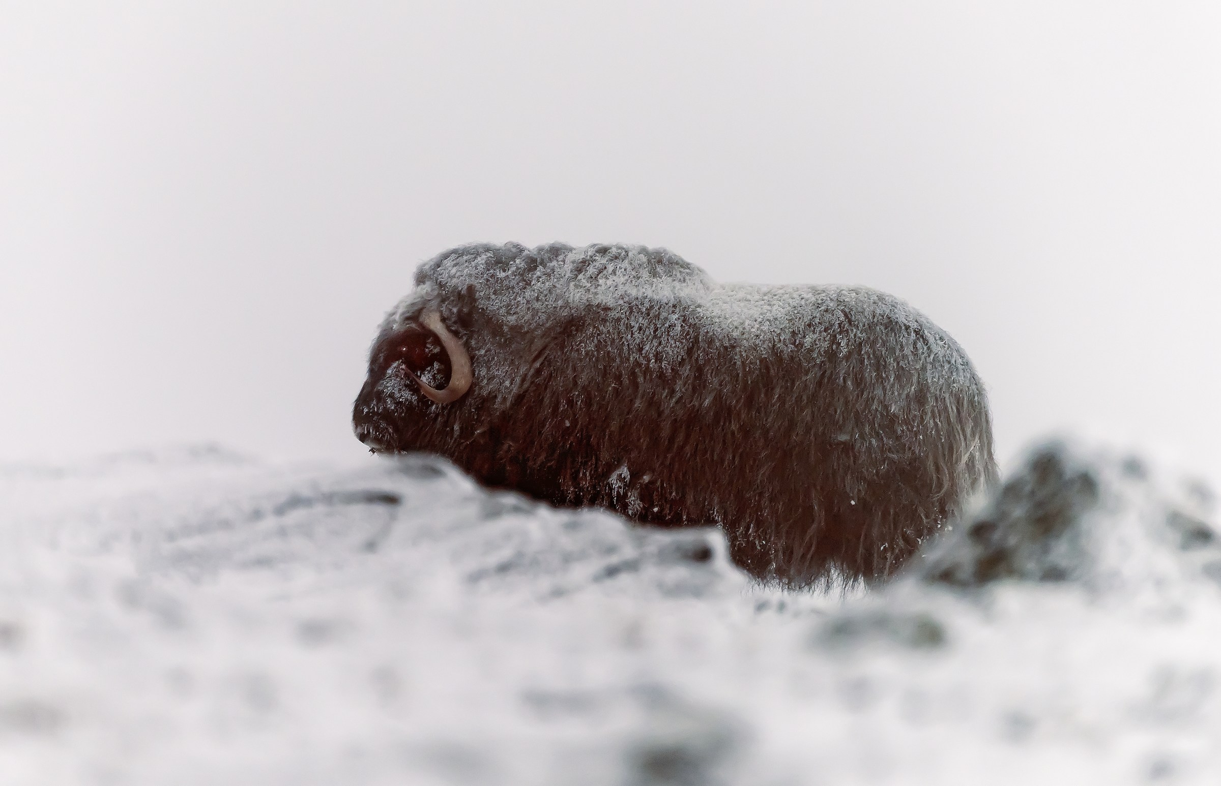 Dovrefjell 2017 - Musk ox, tra la nebbia e il gelo