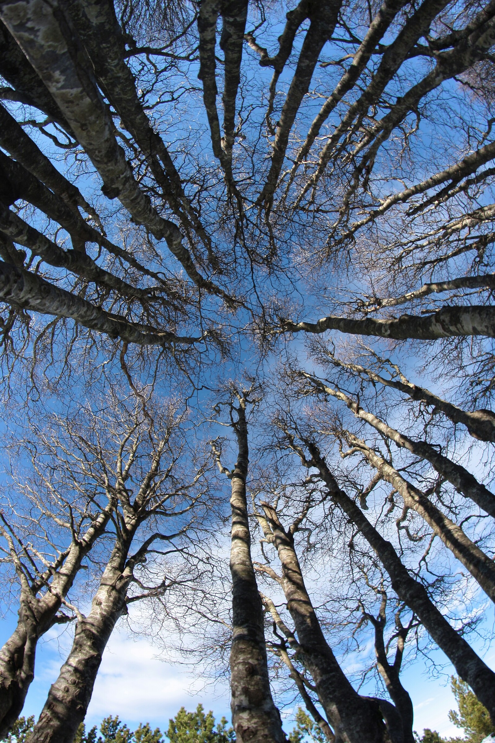 solleticando il cielo