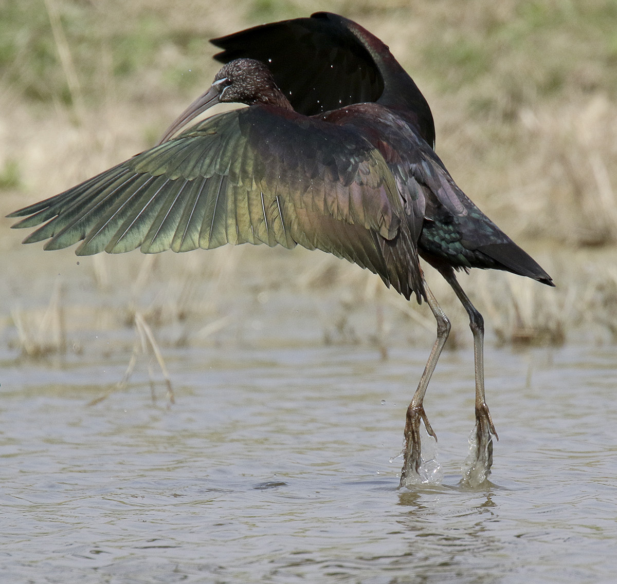 i colori del mignattaio 2