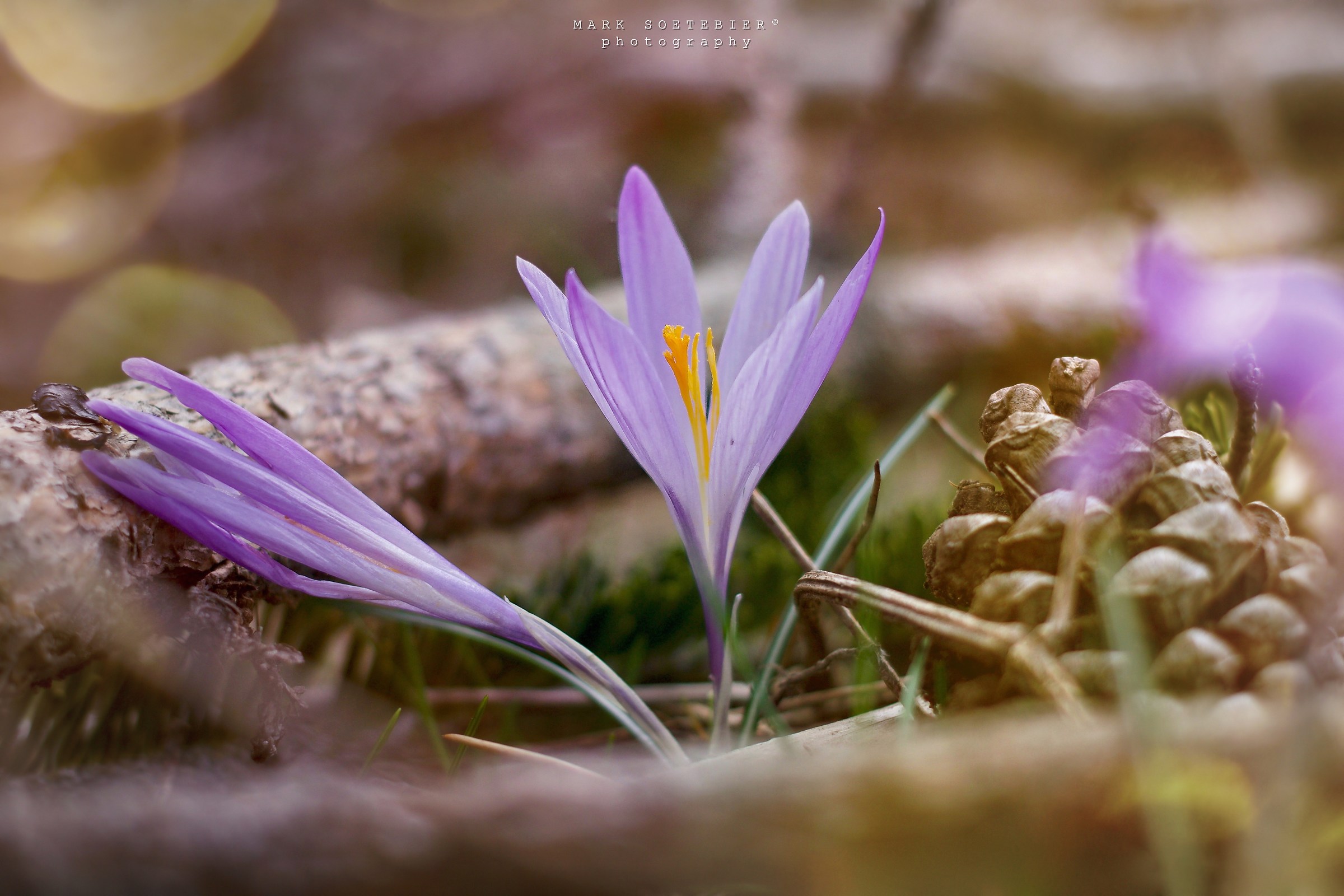 Crocchi in Pratomagno