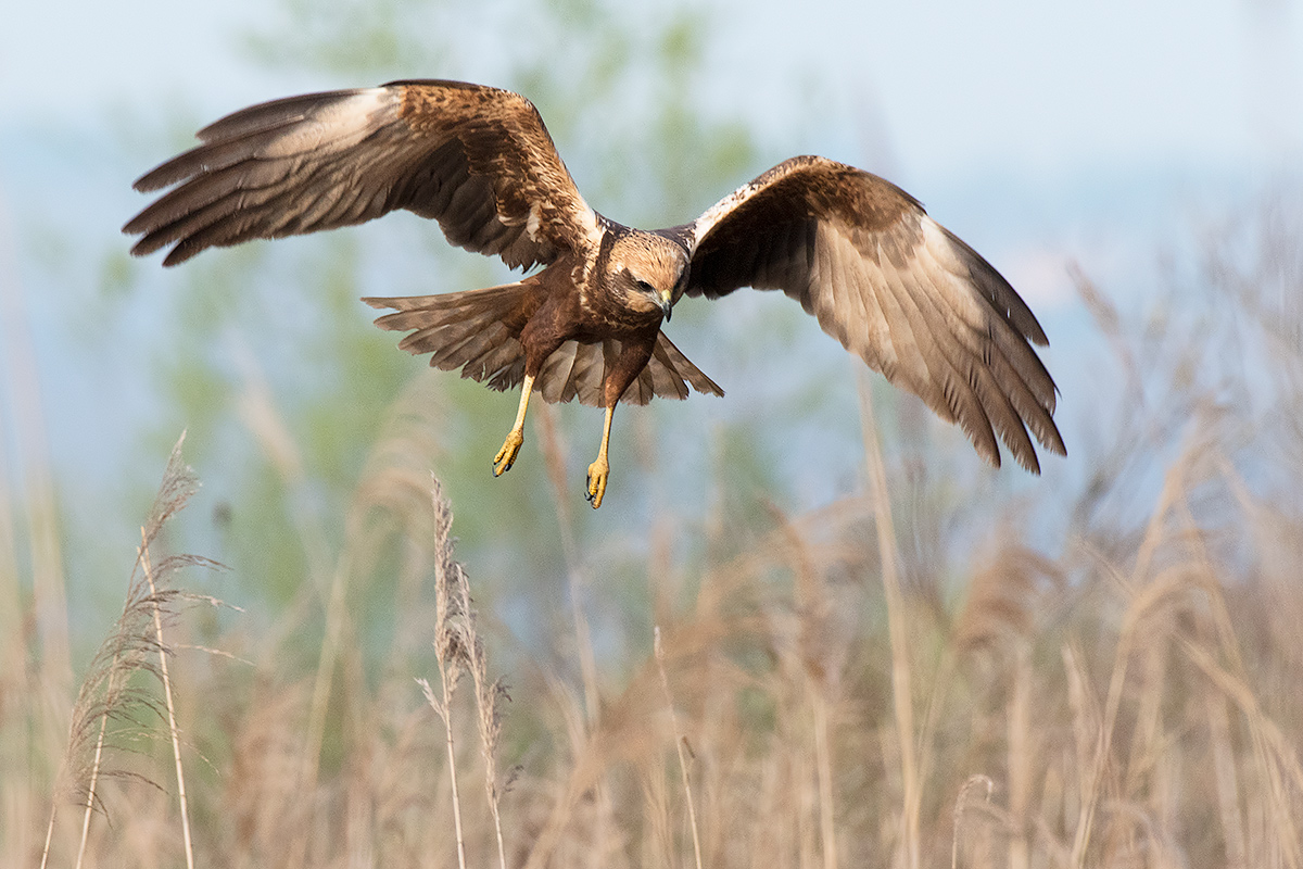 Falco di palude in caccia