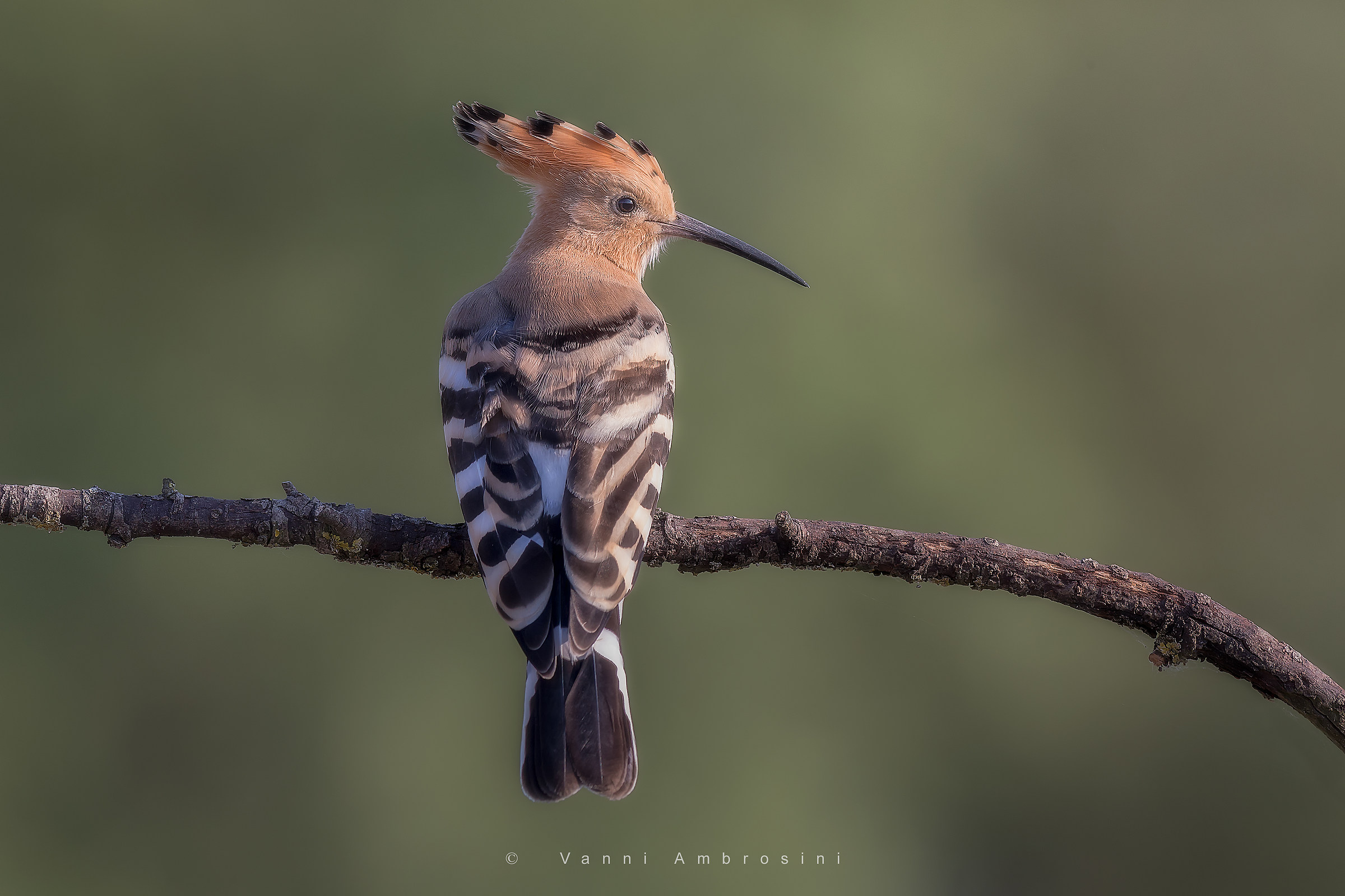 Hoopoe