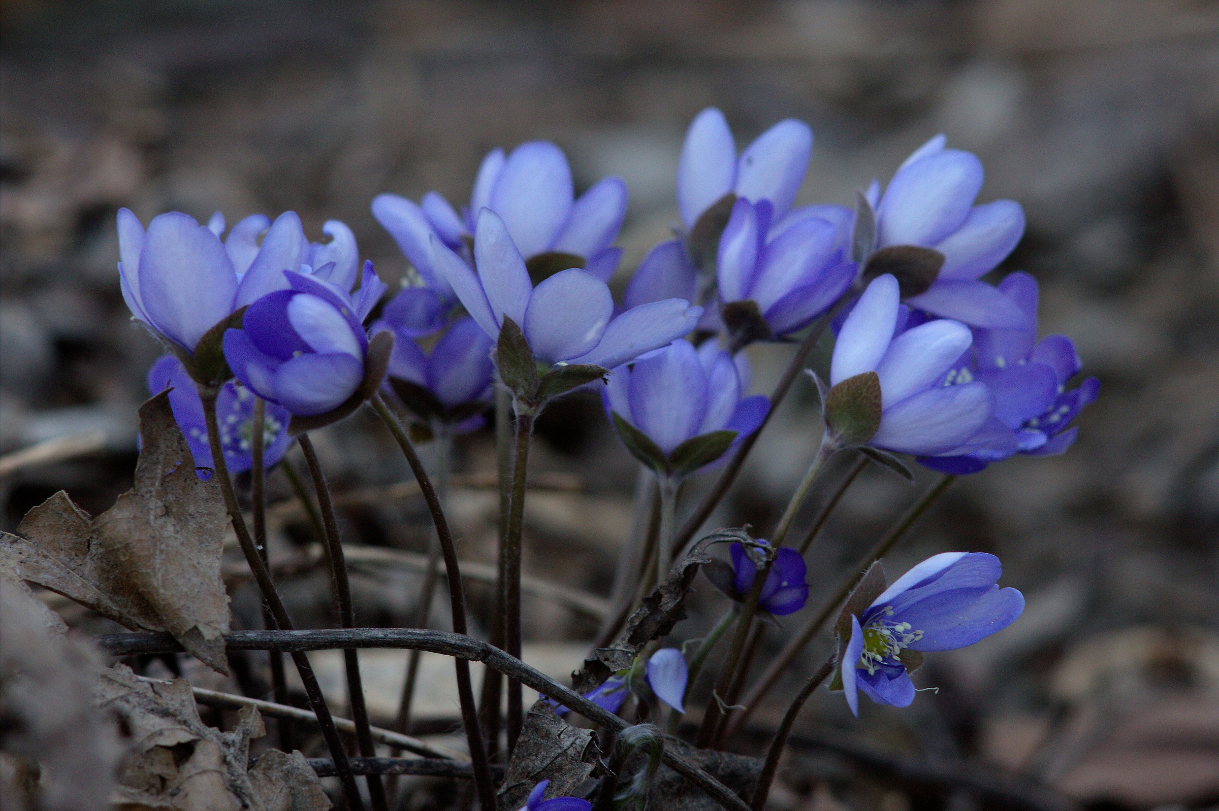 Hepatic anemone - group