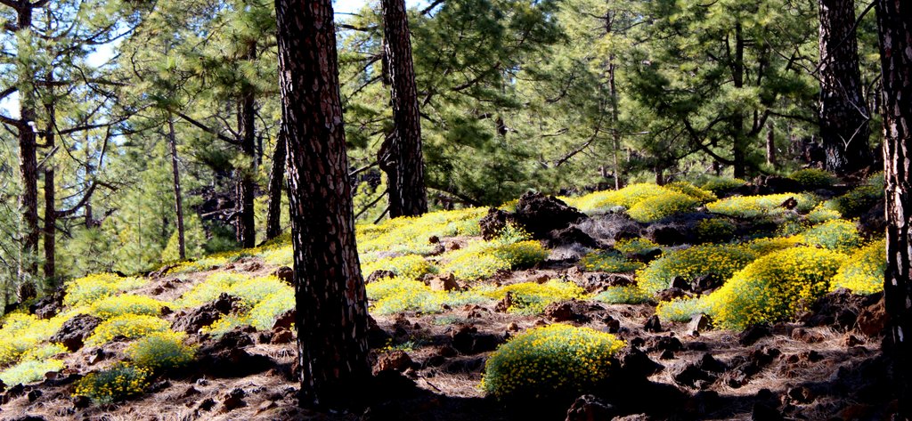 Tenerife-woods of Chios-Lotus campylocladus
