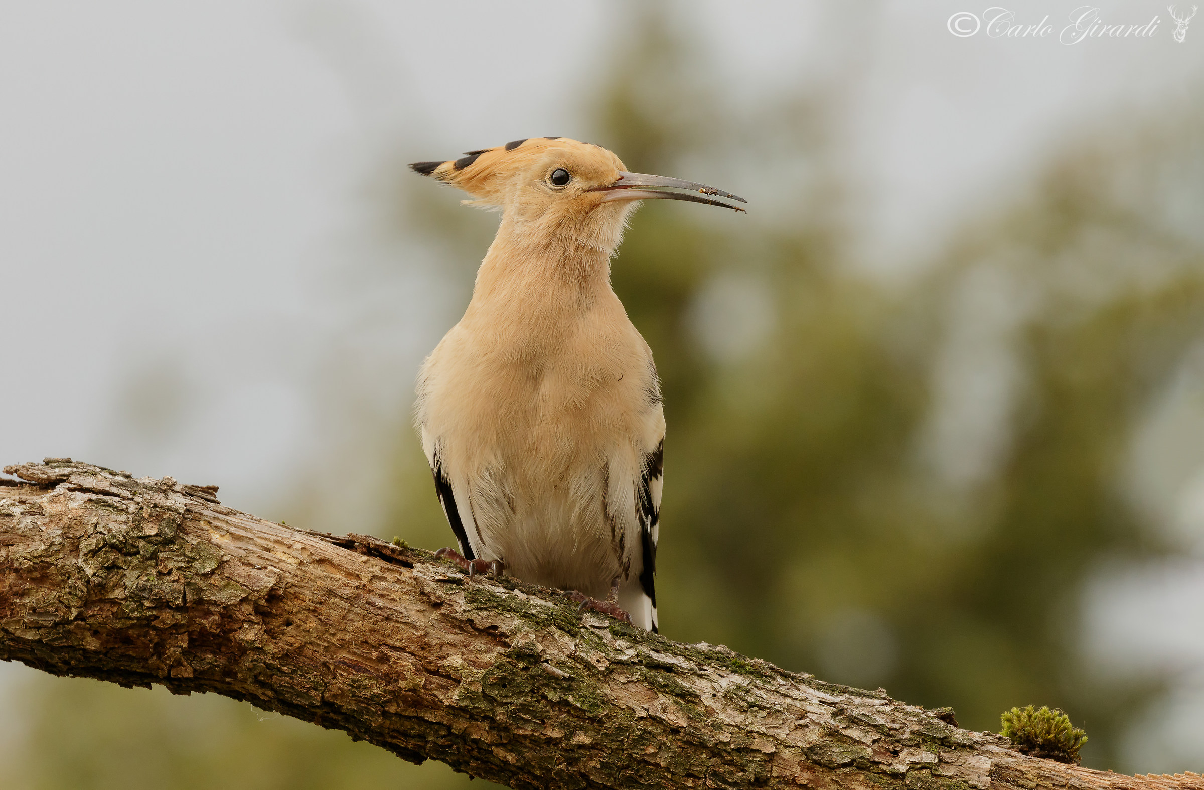 Prima Upupa di stagione