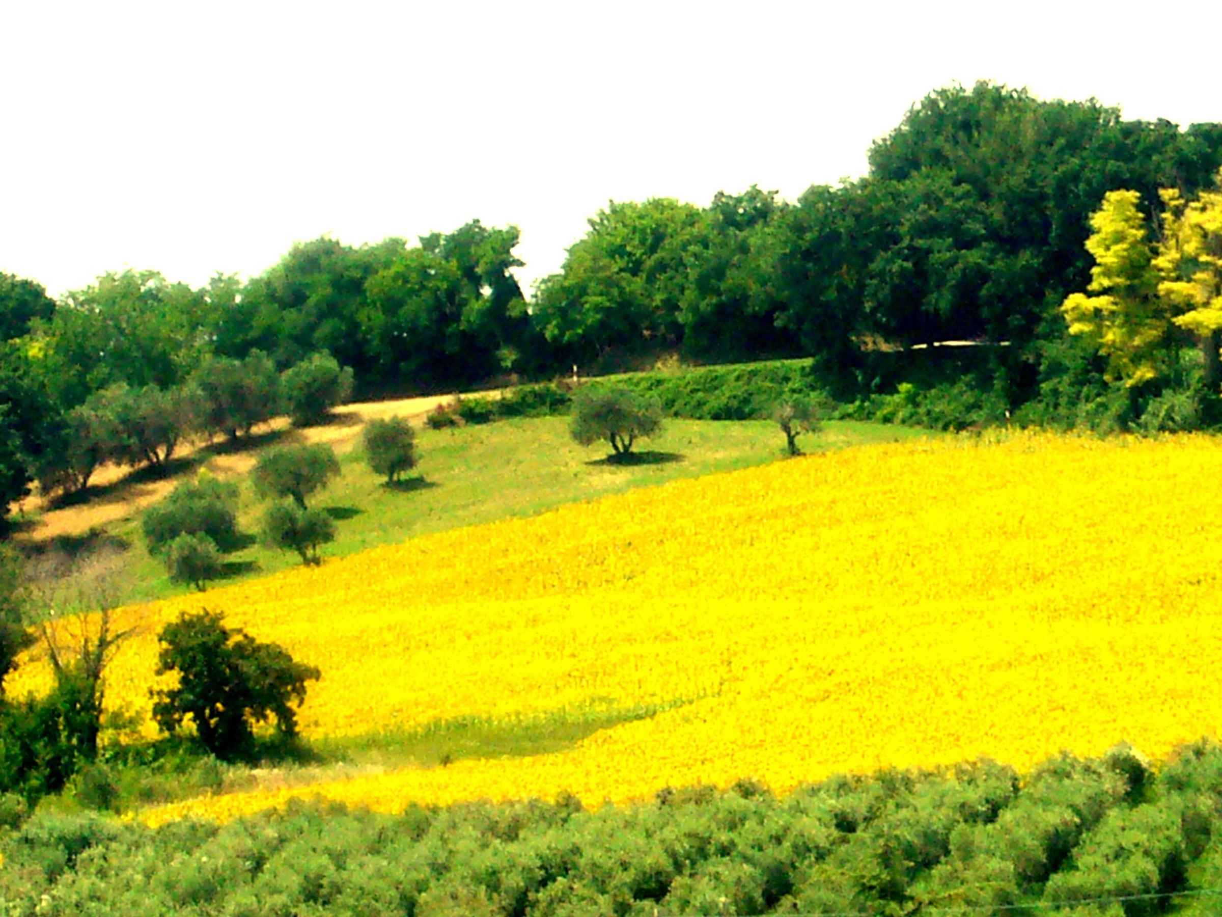 campo di girasoli