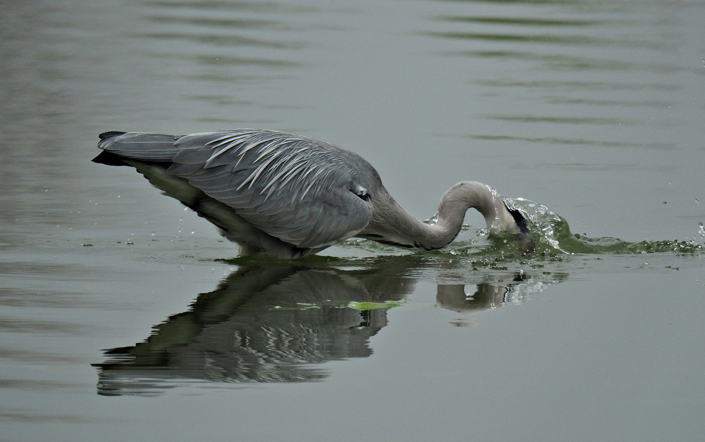 heron 1