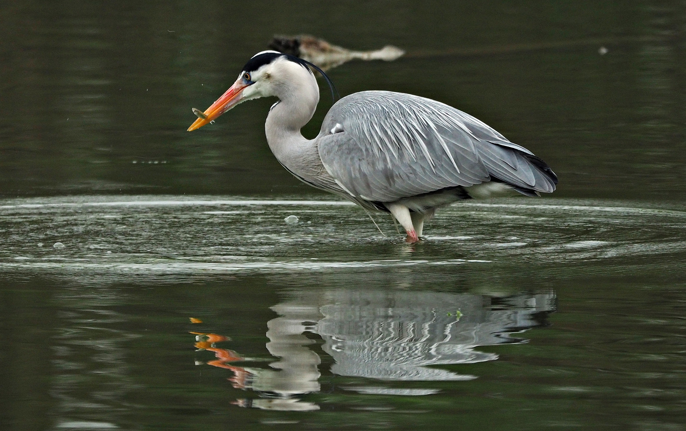 gray heron