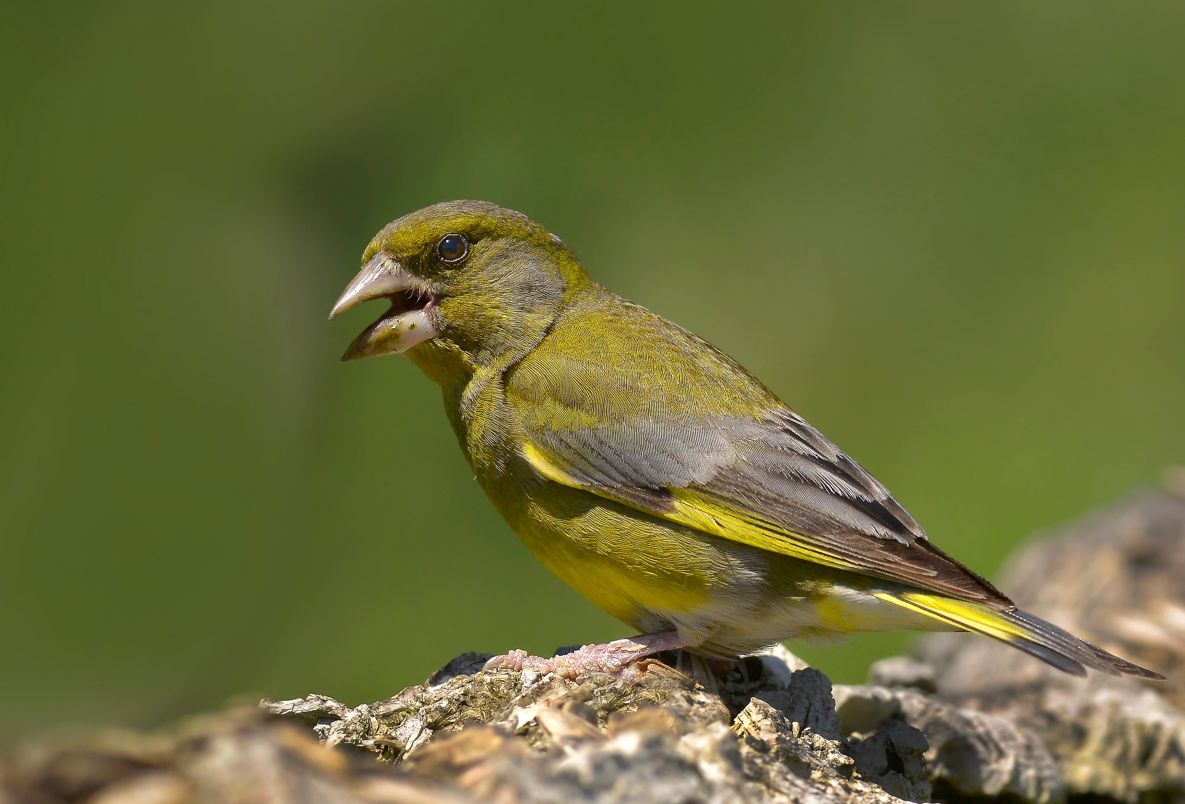 greenfinch