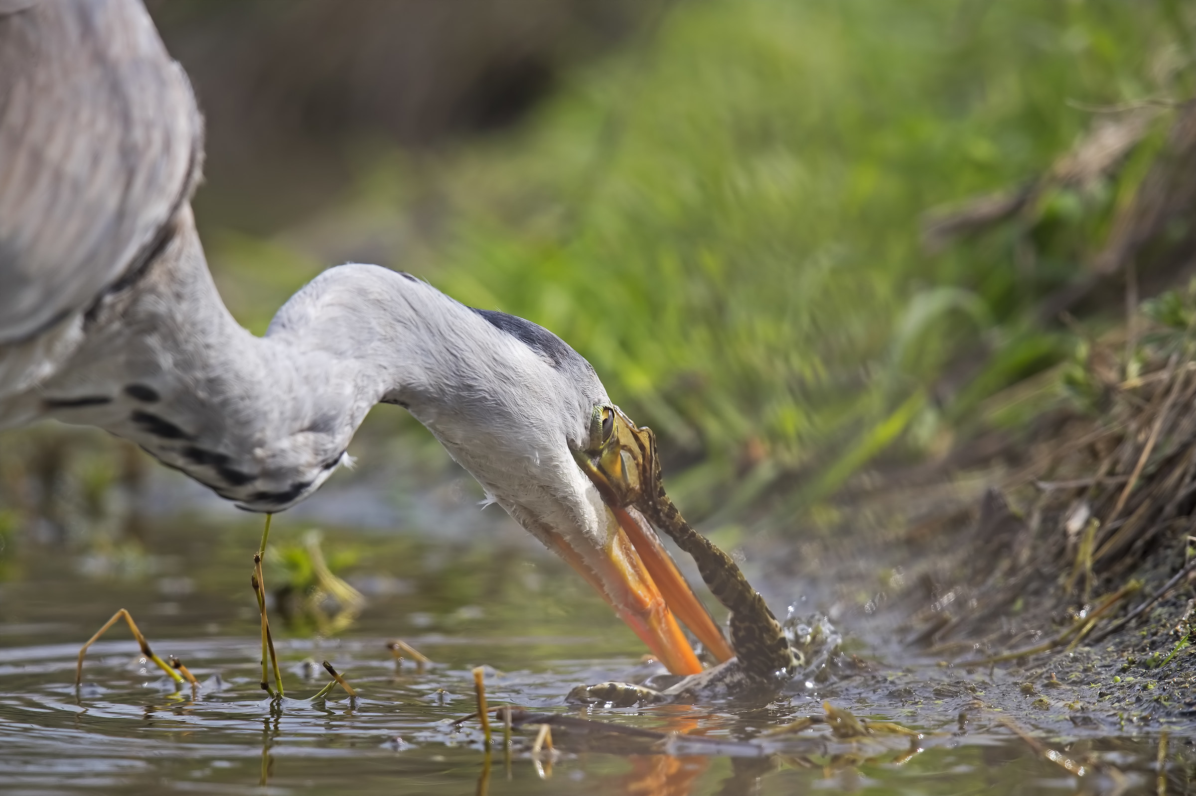 the eye of the killer ...