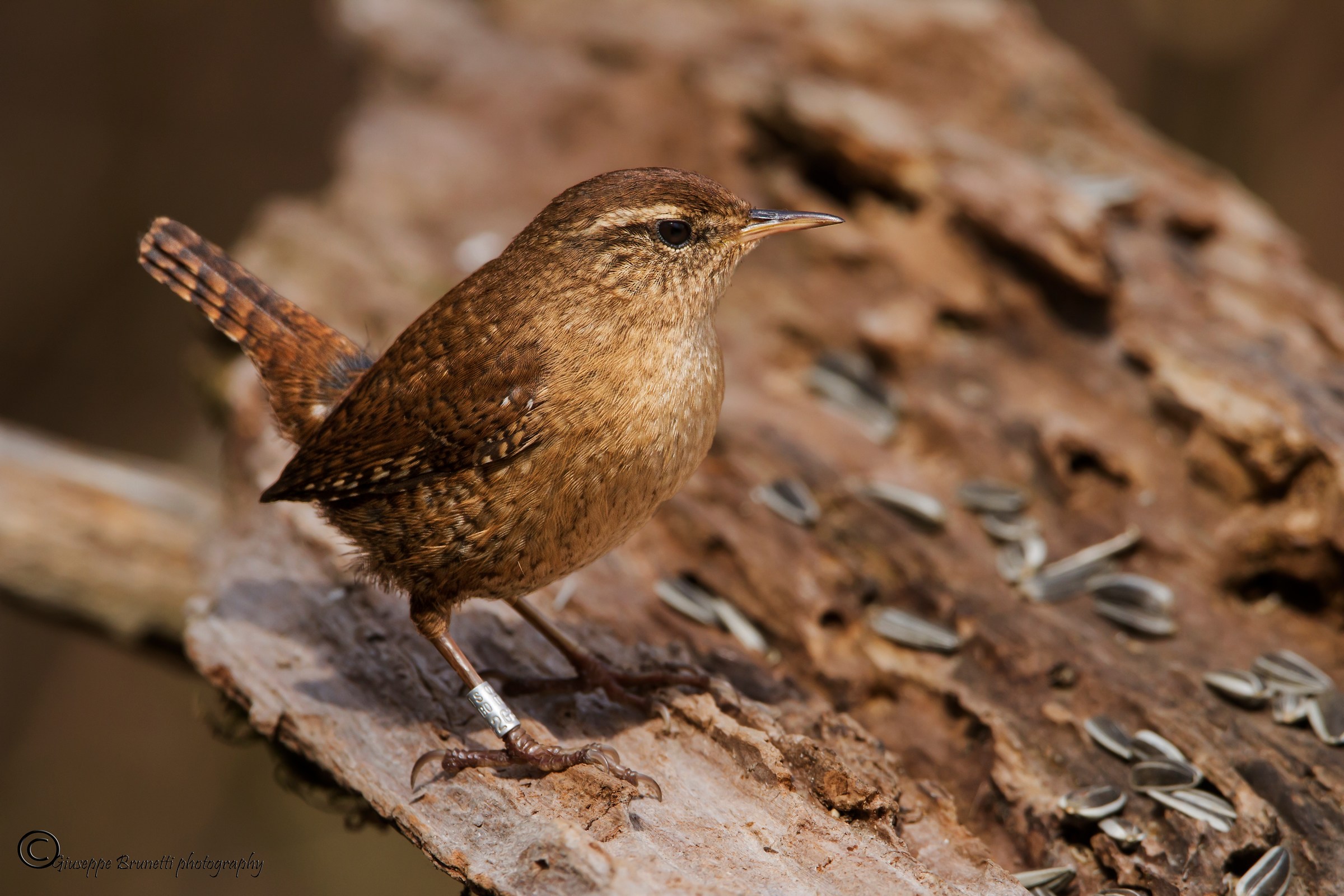 Wren Troglodytes troglodytes