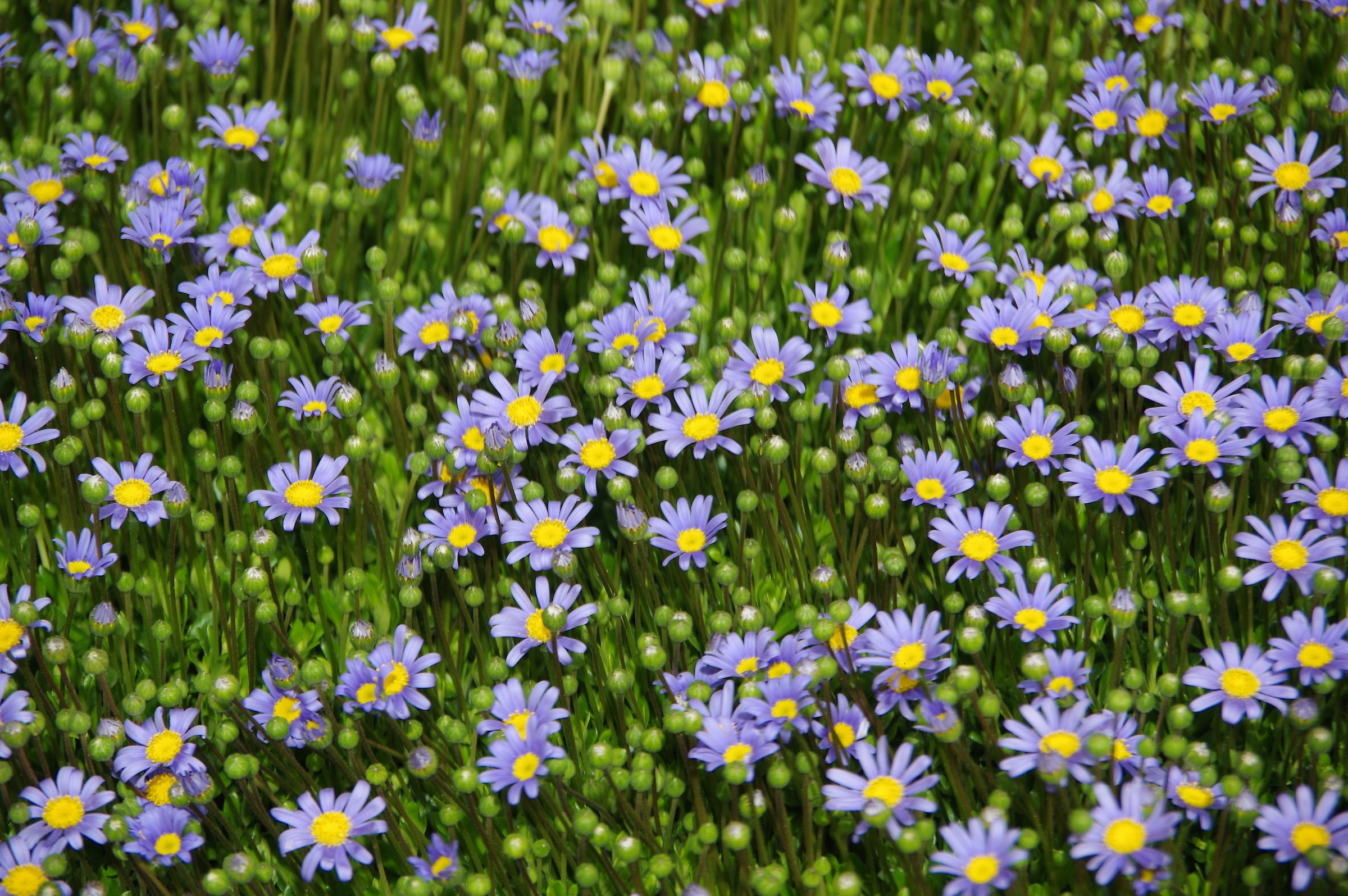 Splendori della primavera