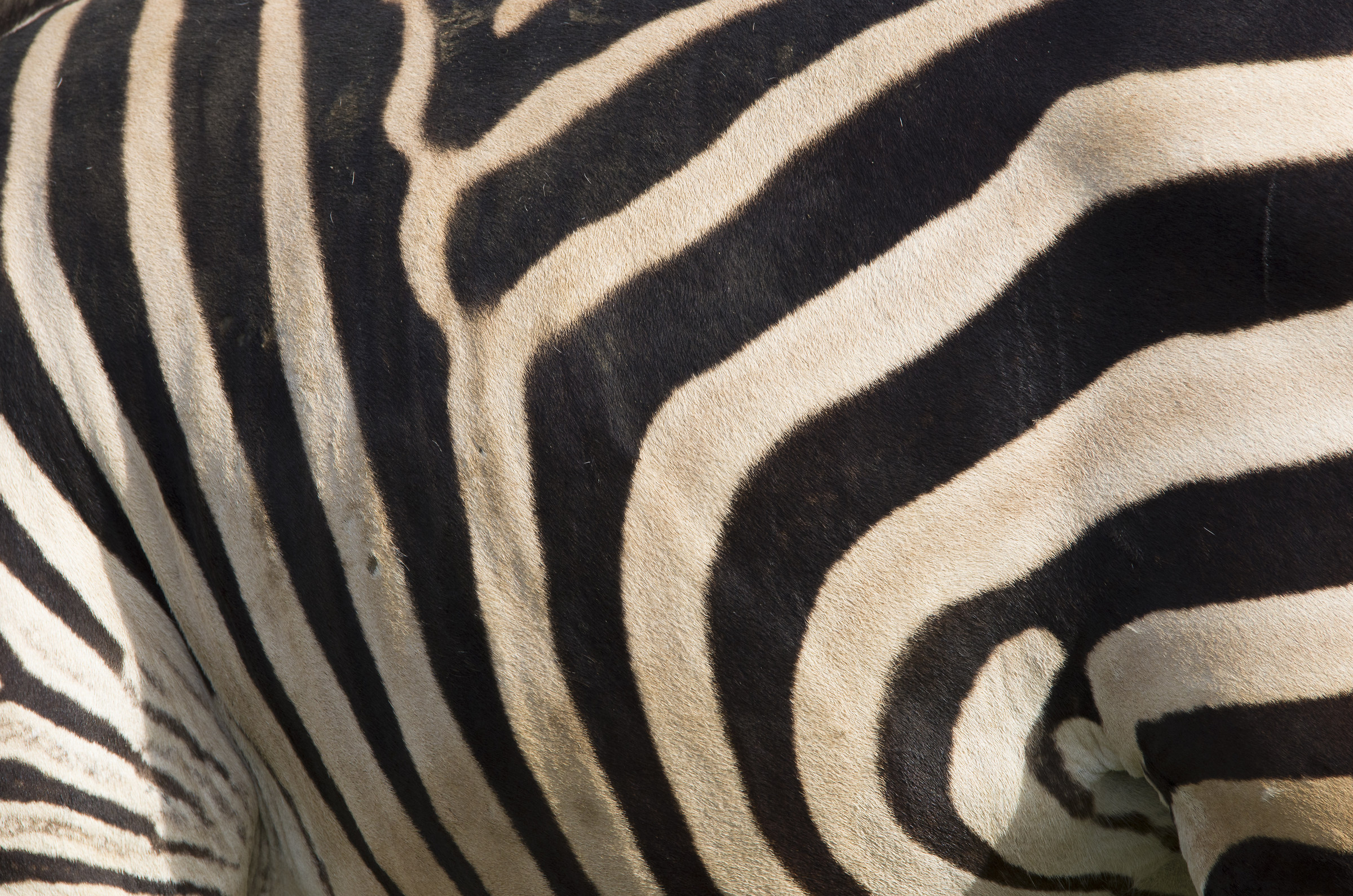 White or black stripes or black with white stripes?