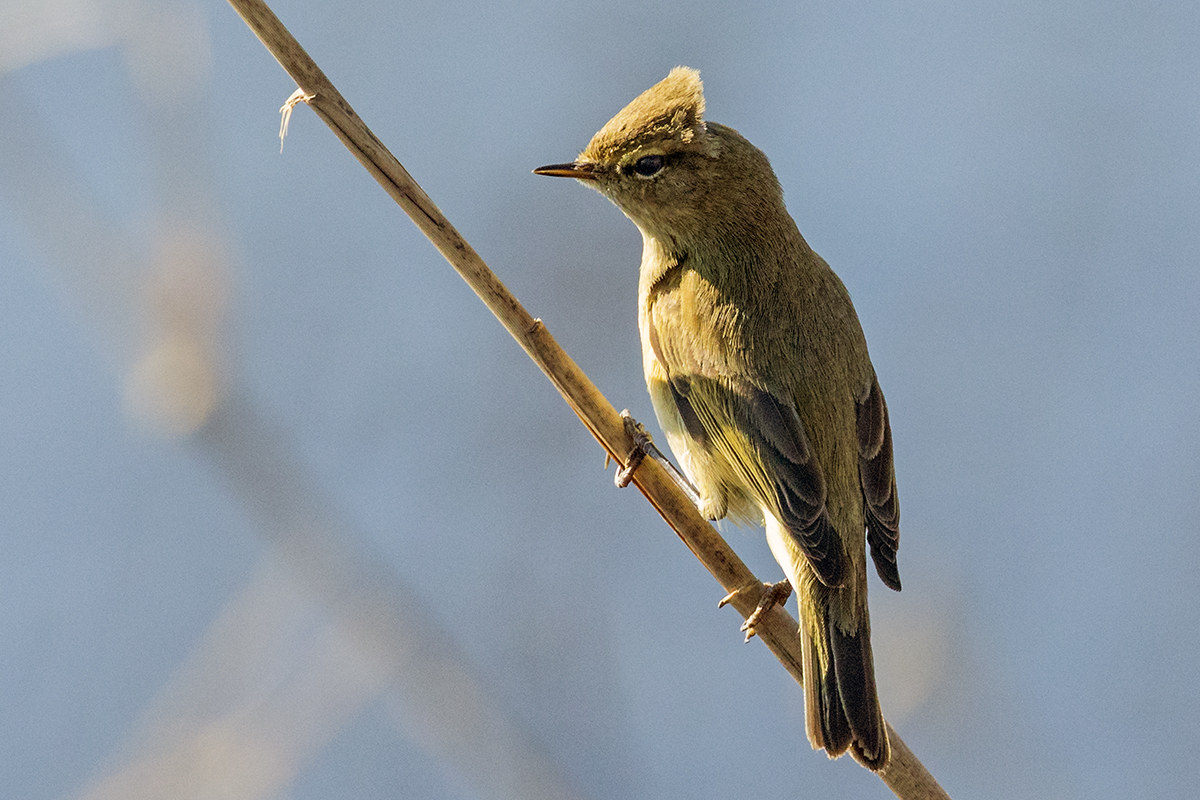 crested warbler