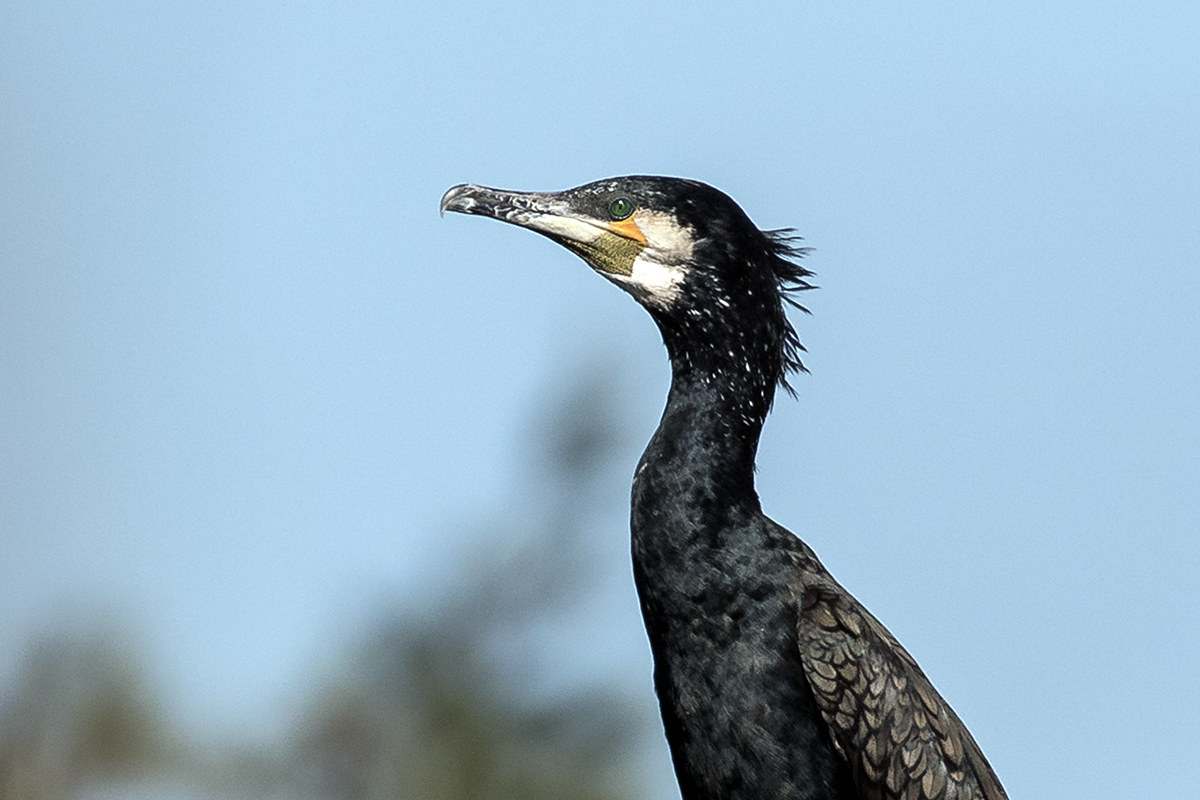 cormorant