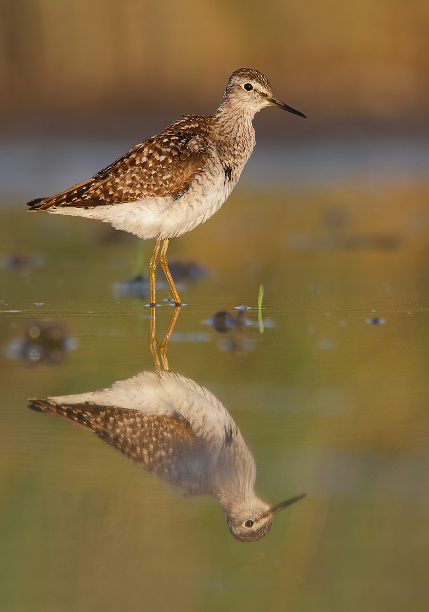 Sandpiper boschereccio