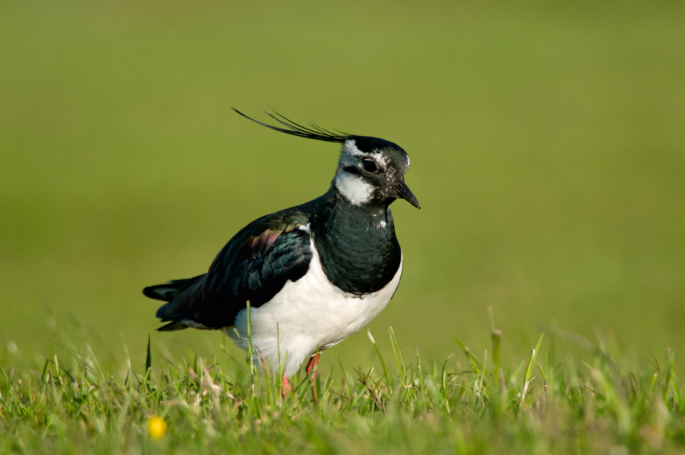 Lapwing