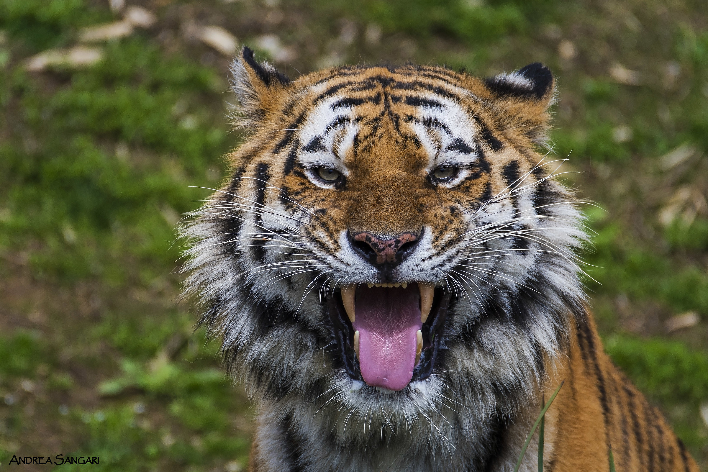 The tiger smile