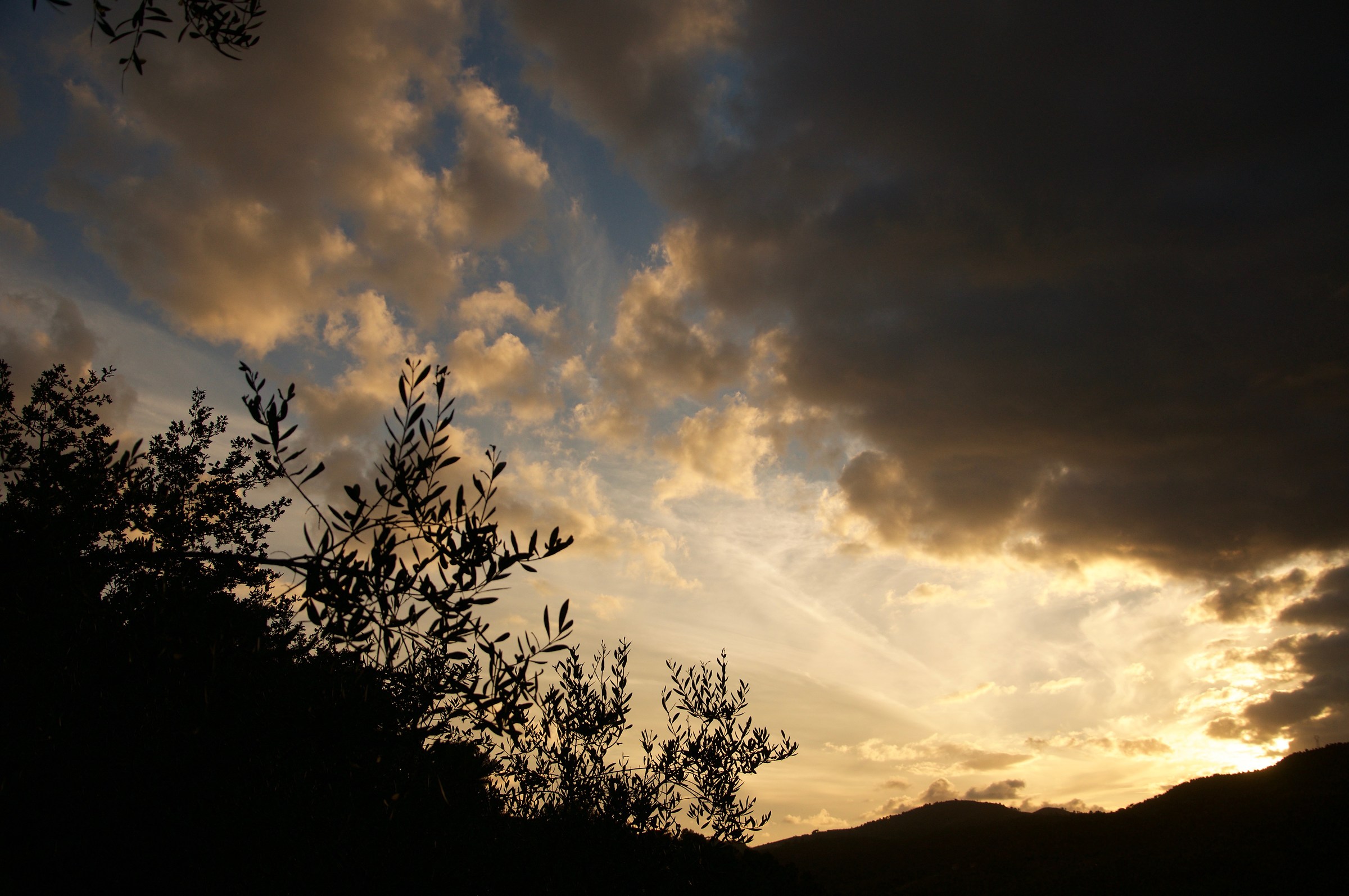 Tramonto fra gli ulivi
