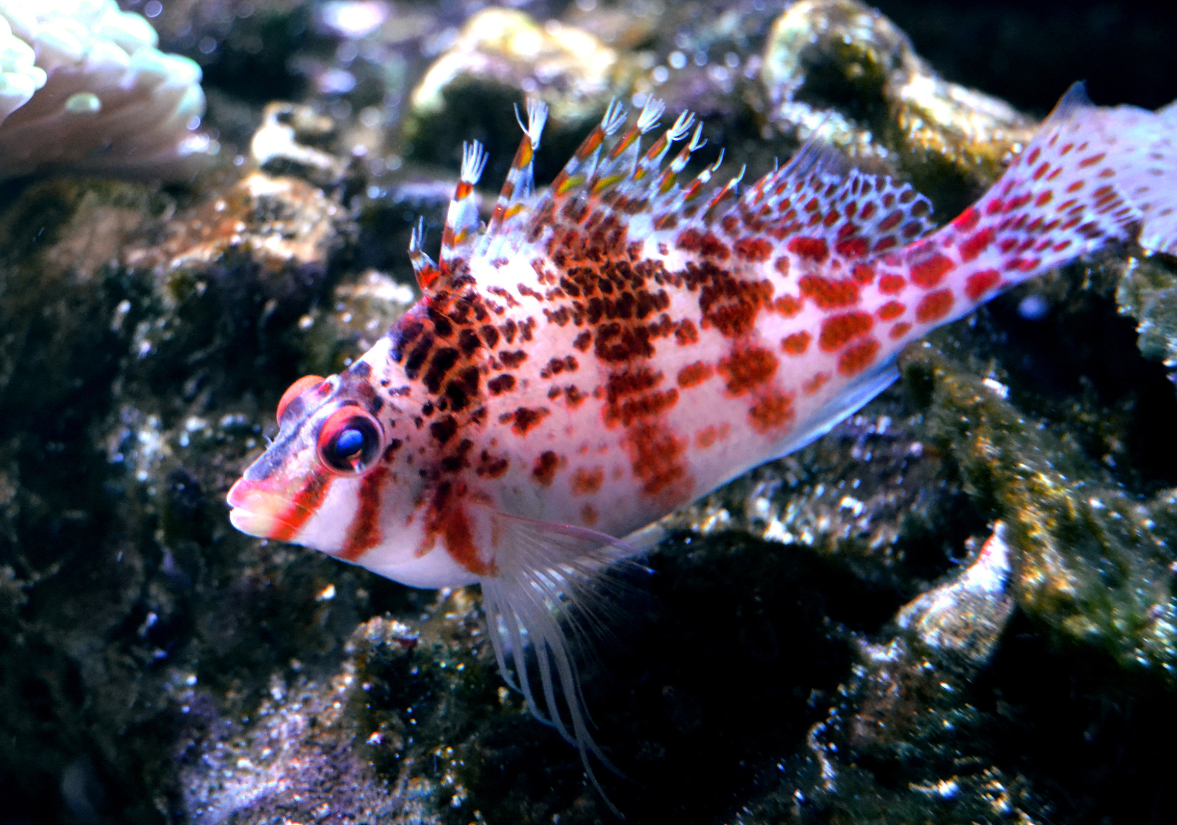 Cirrhitichthys falco