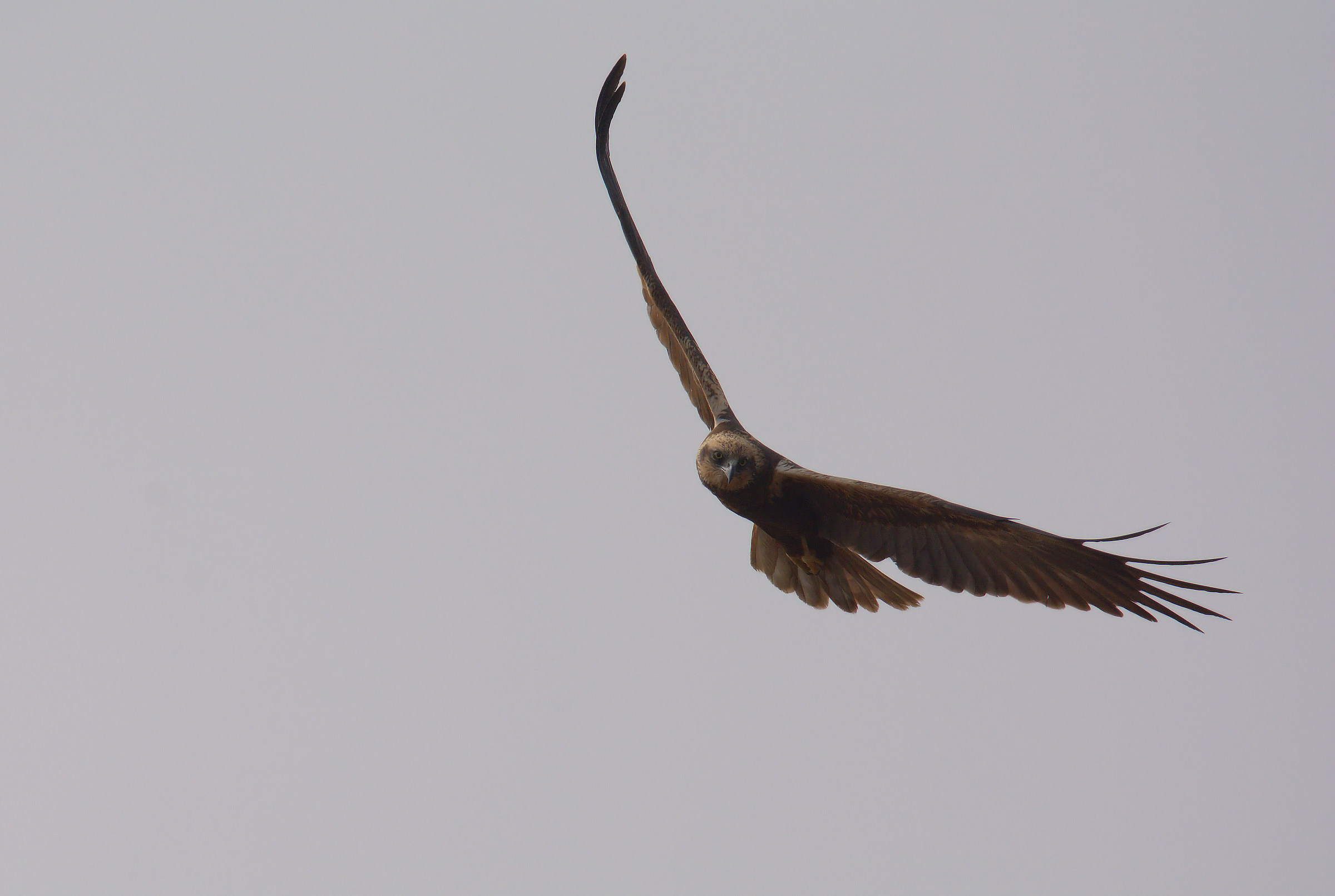 Marsh harrier