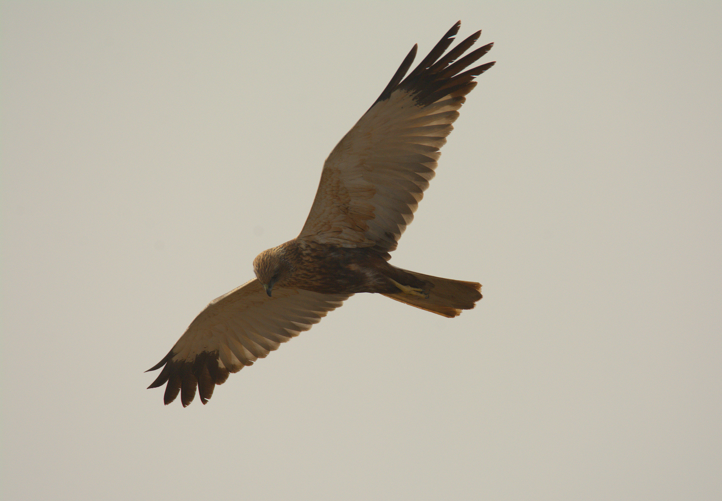 Marsh harrier