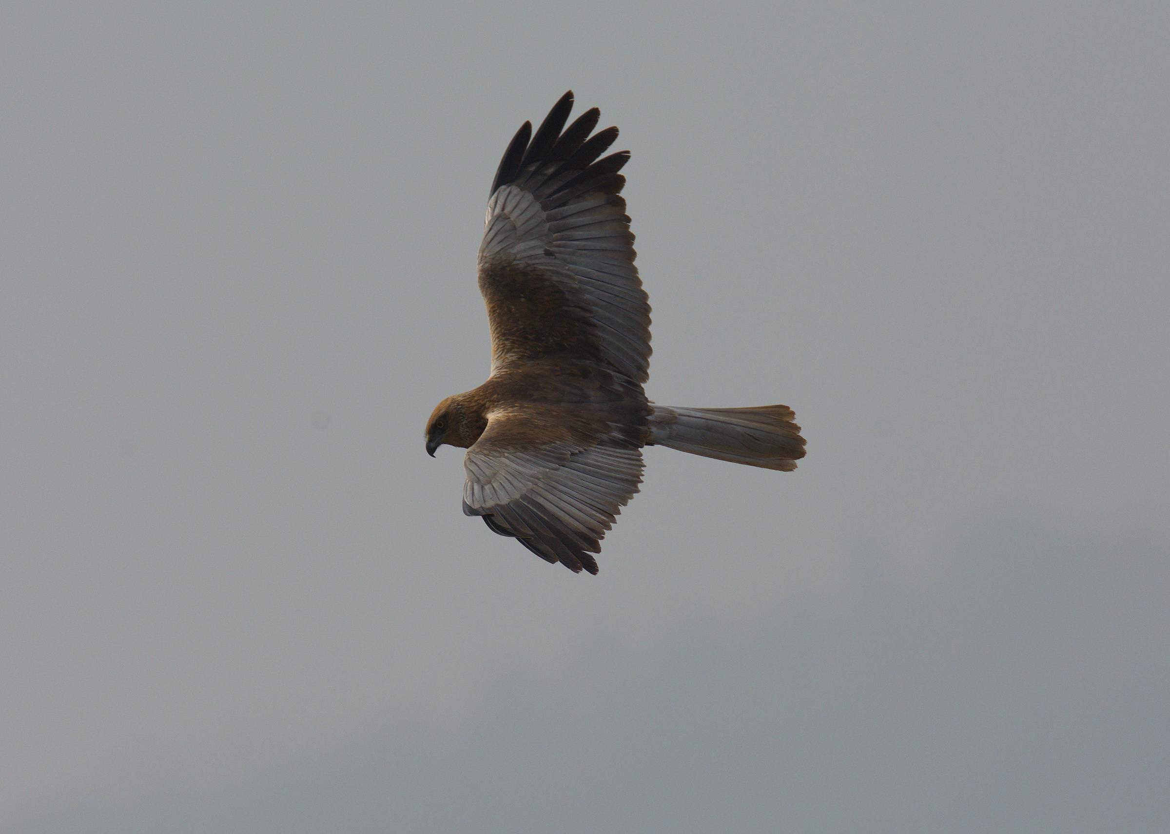 Marsh harrier