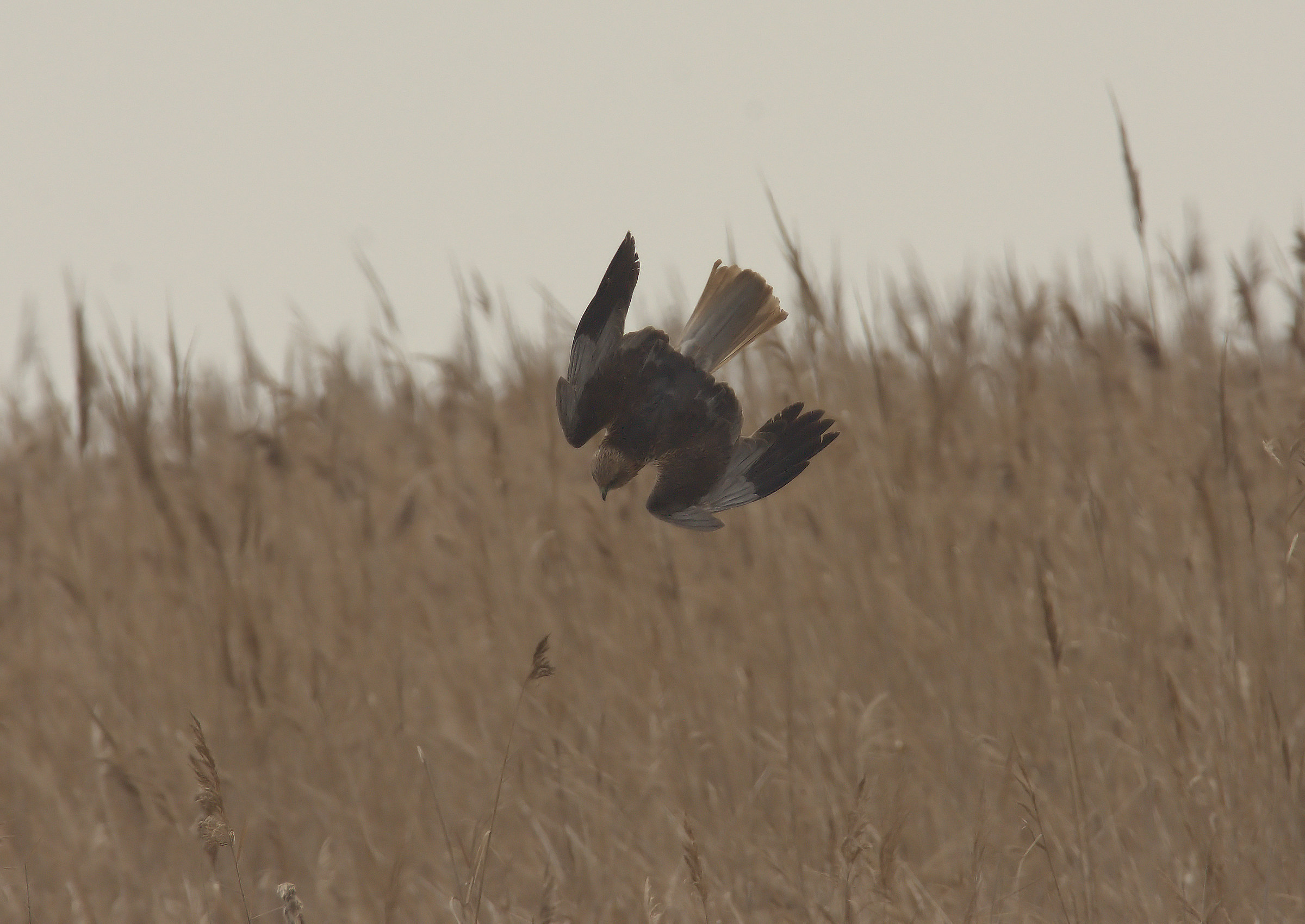 Marsh Harrier