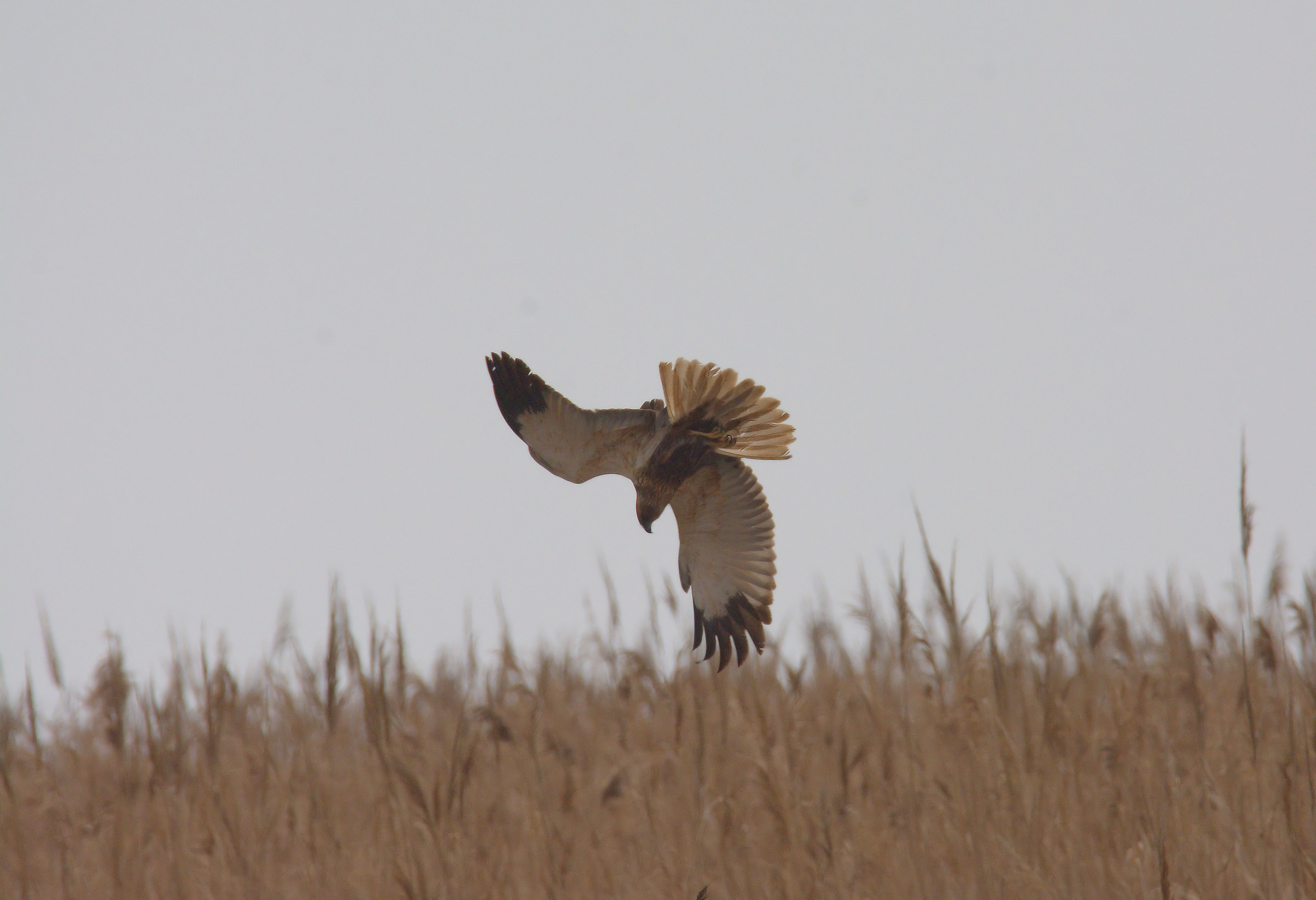 Marsh harrier