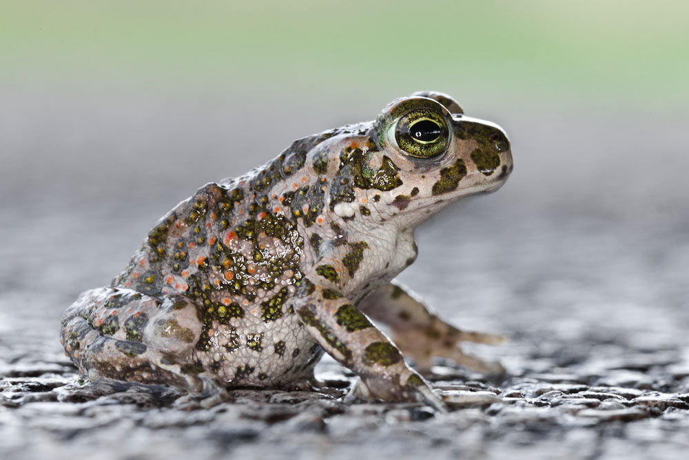 Toad