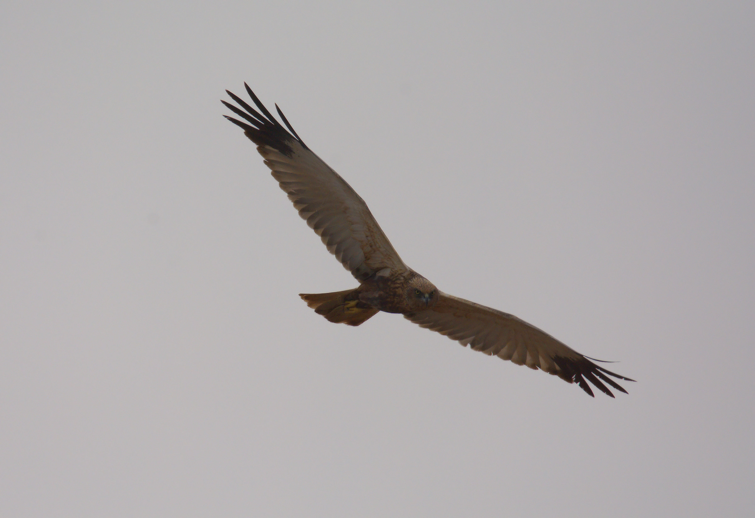 Marsh harrier
