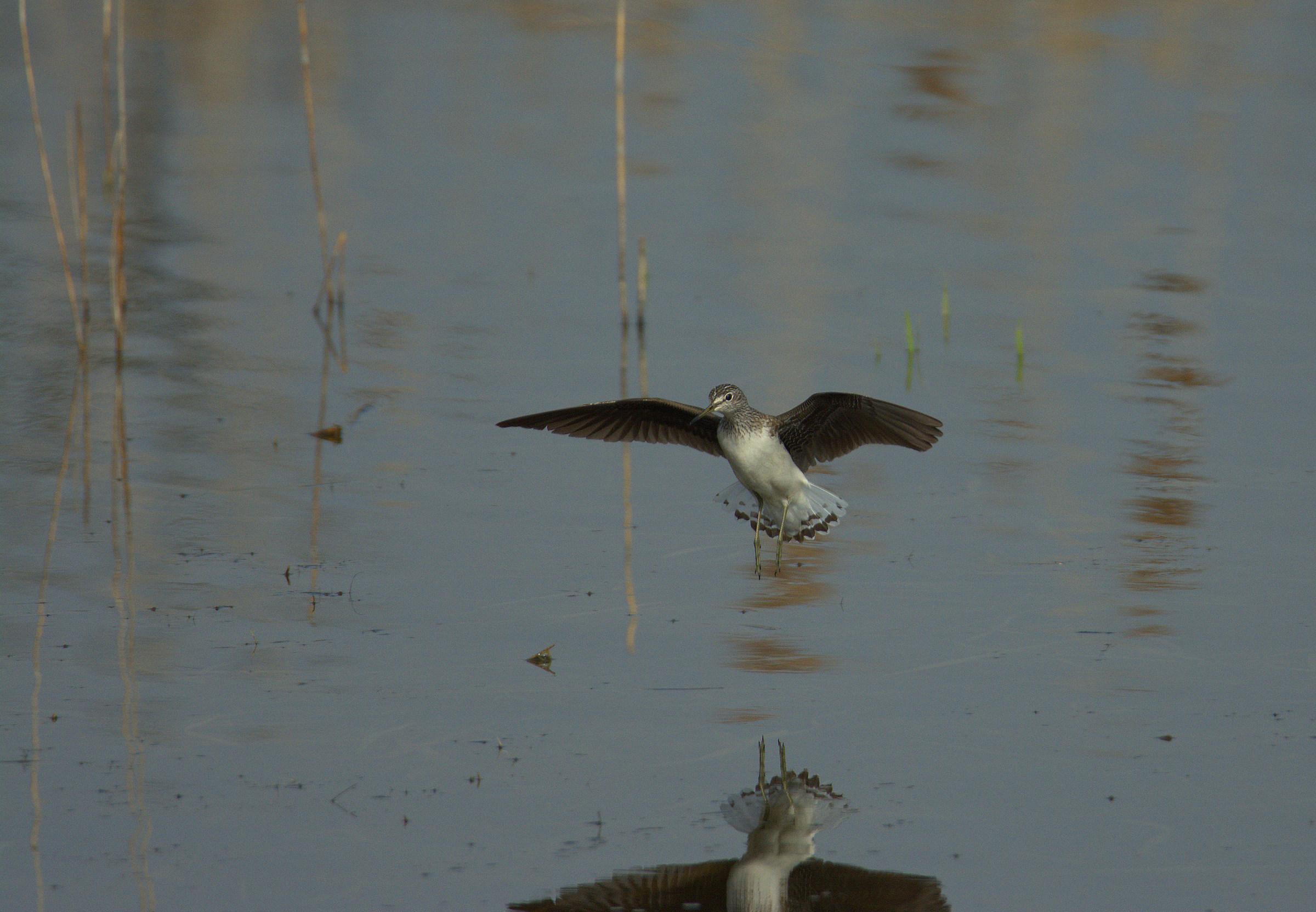Green Sandpiper