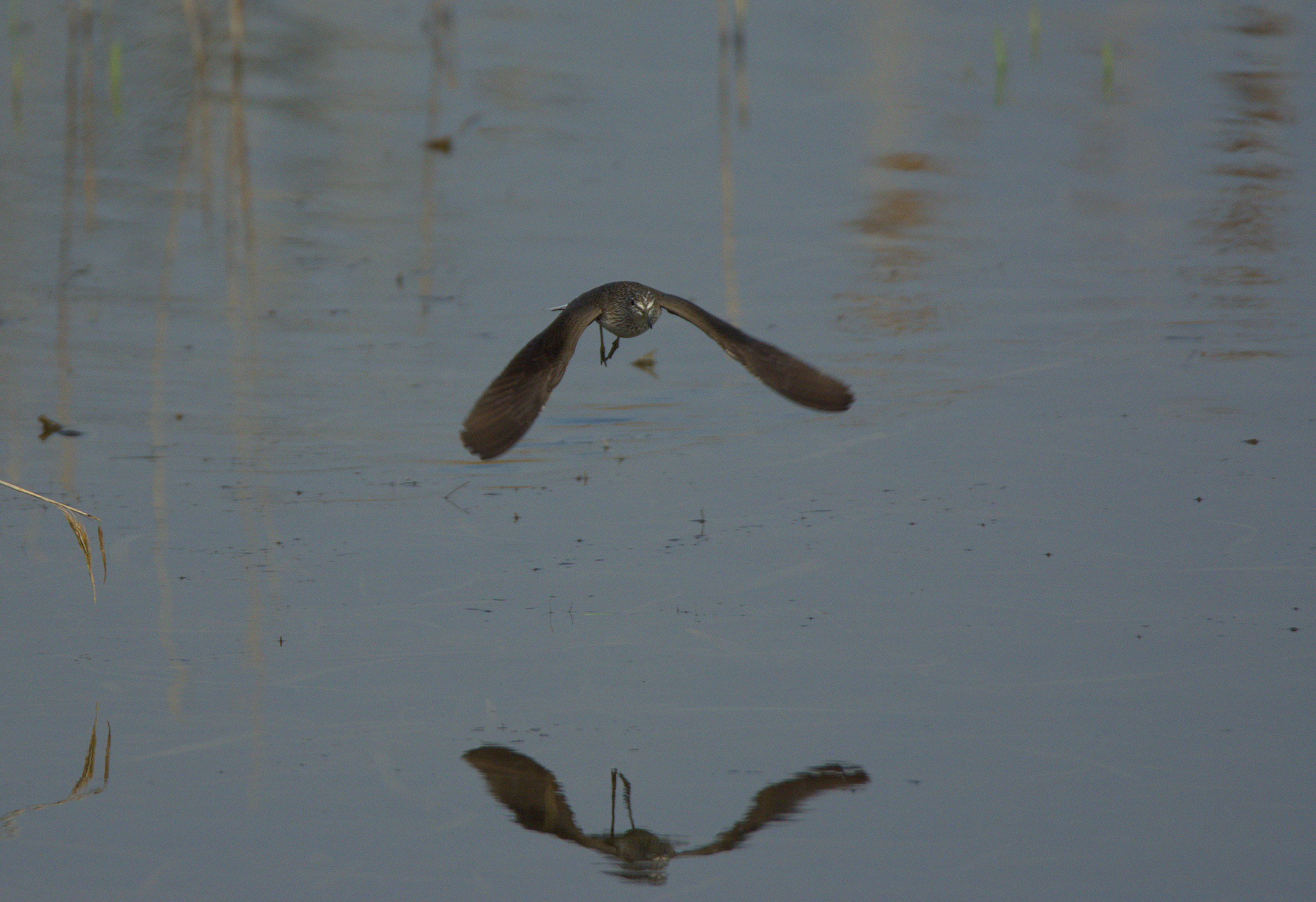 Green Sandpiper