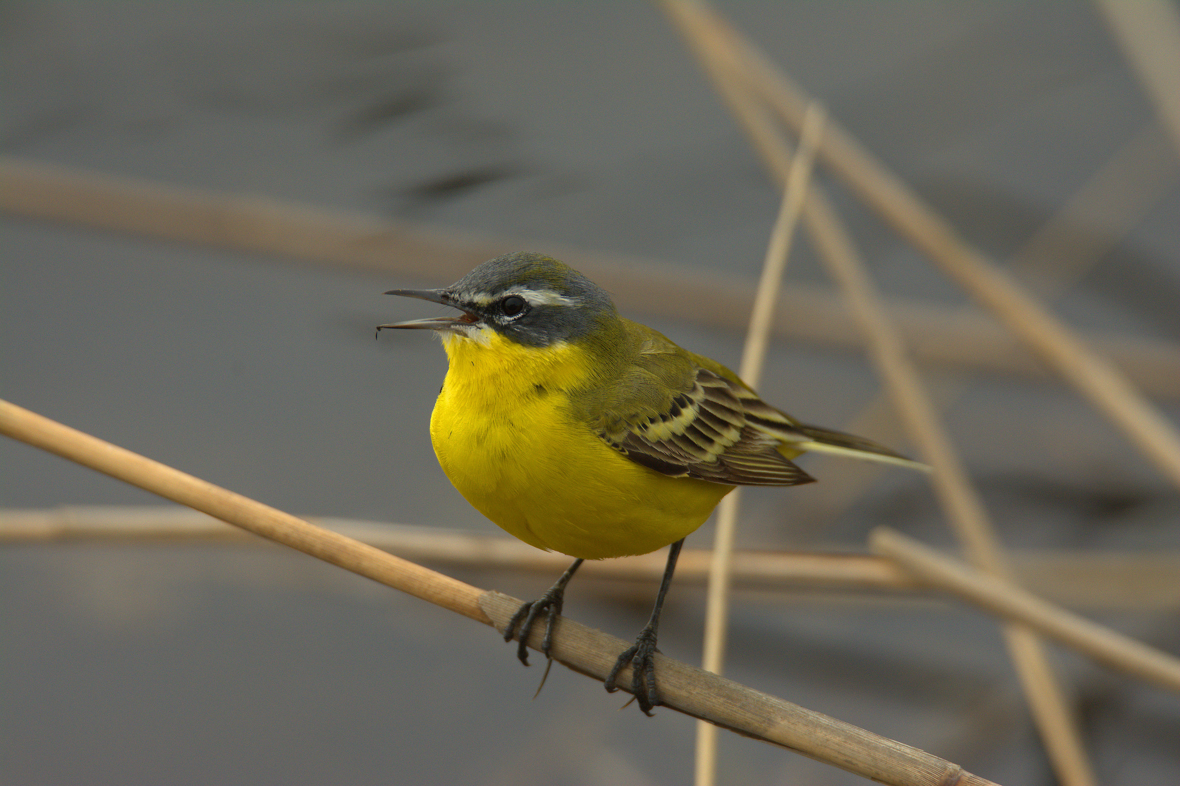 wagtail