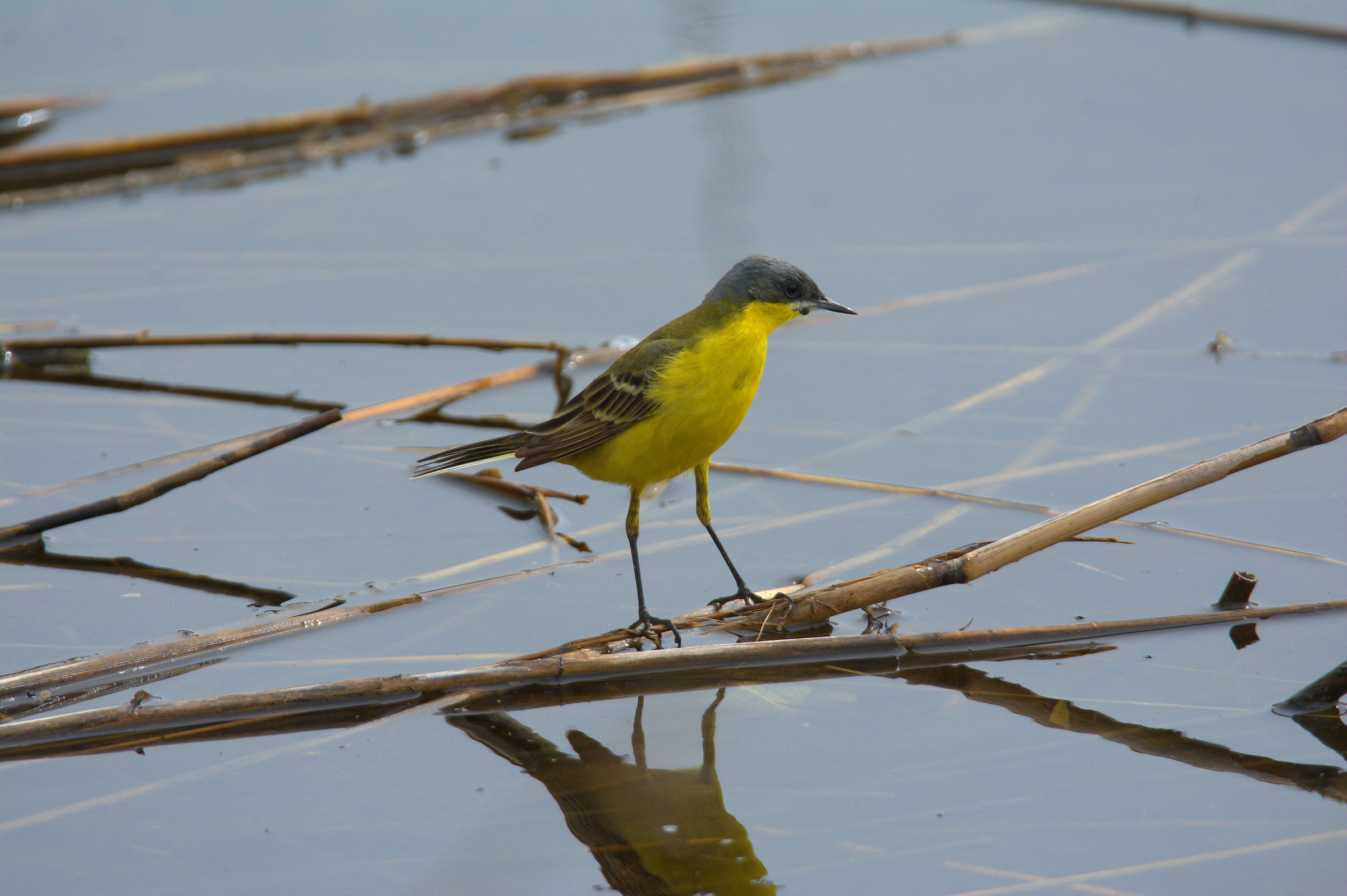 wagtail