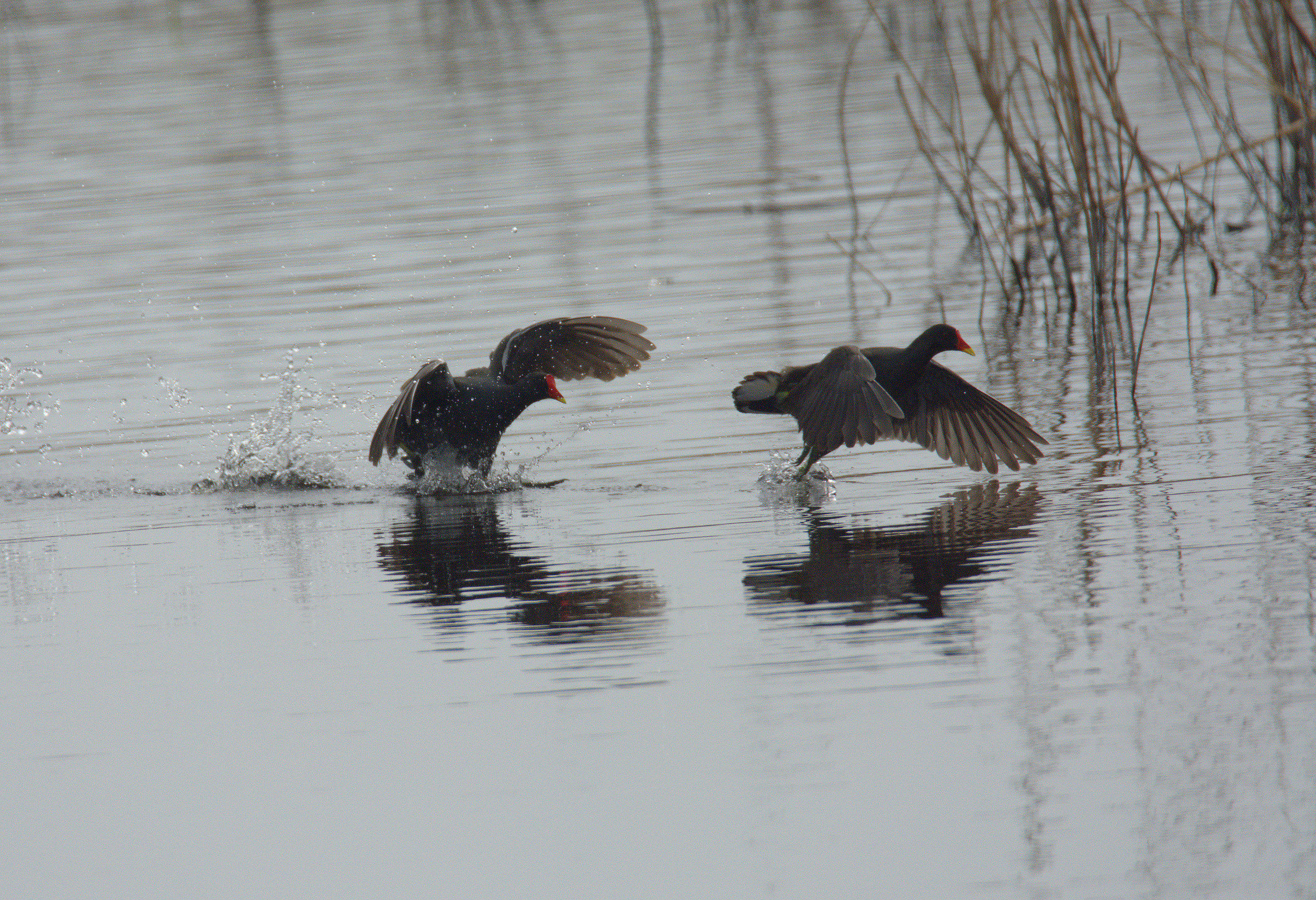 Moorhens