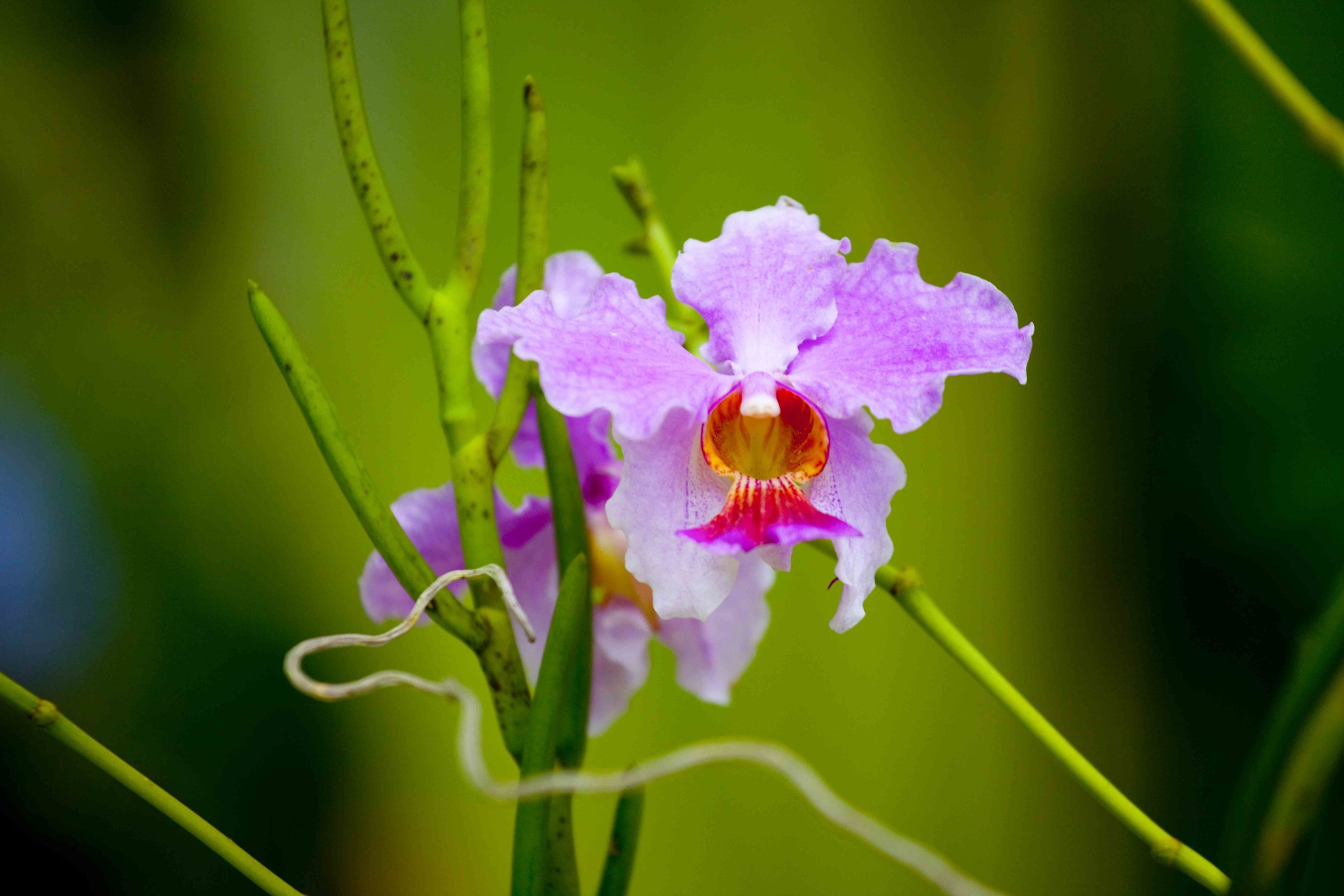 Spontaneous Seychelles