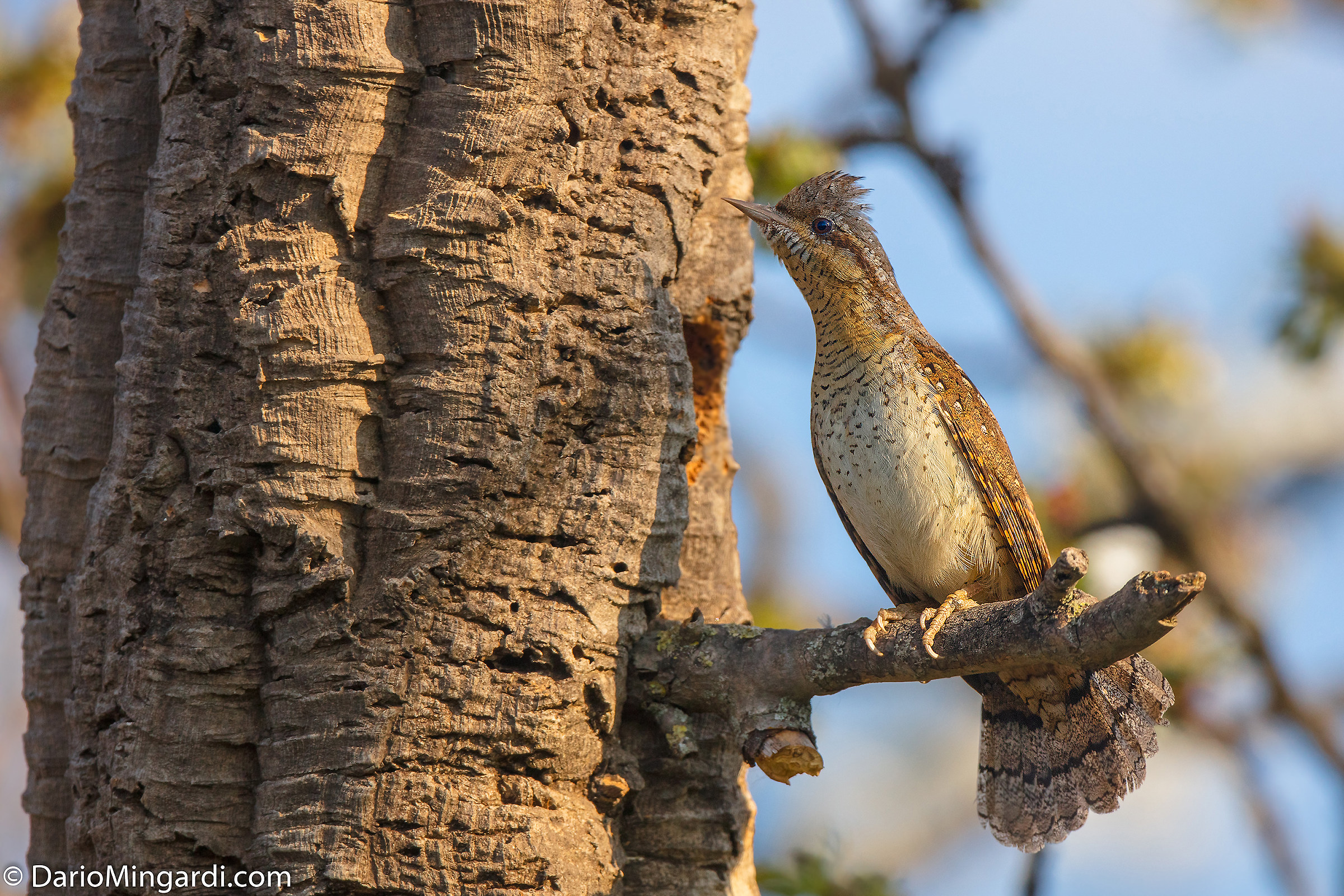 Stiff neck (nest of great tit in danger)