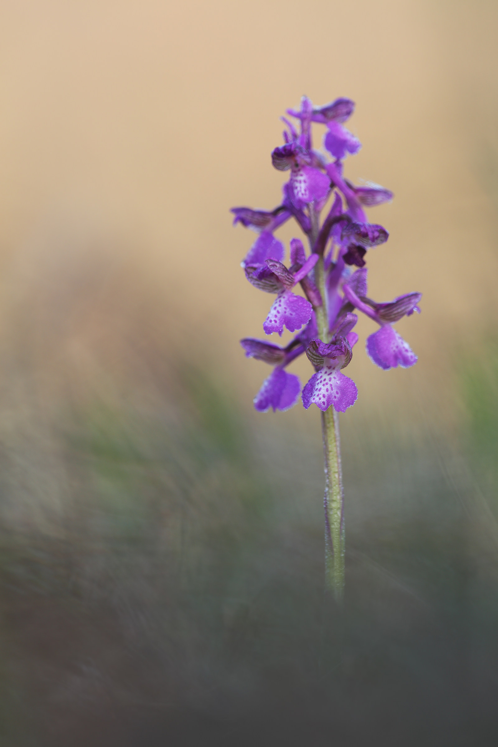 Anacamptis morio